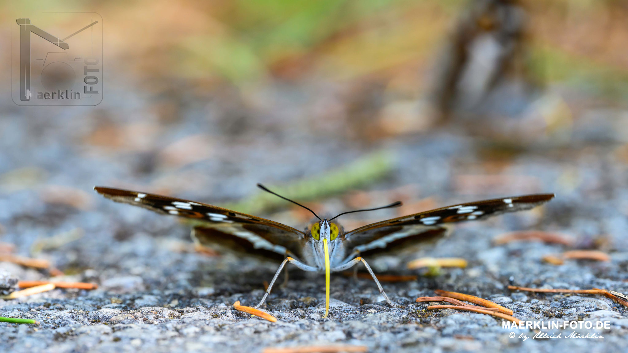 Große Schillerfalter (Apatura iris), Heckengäu