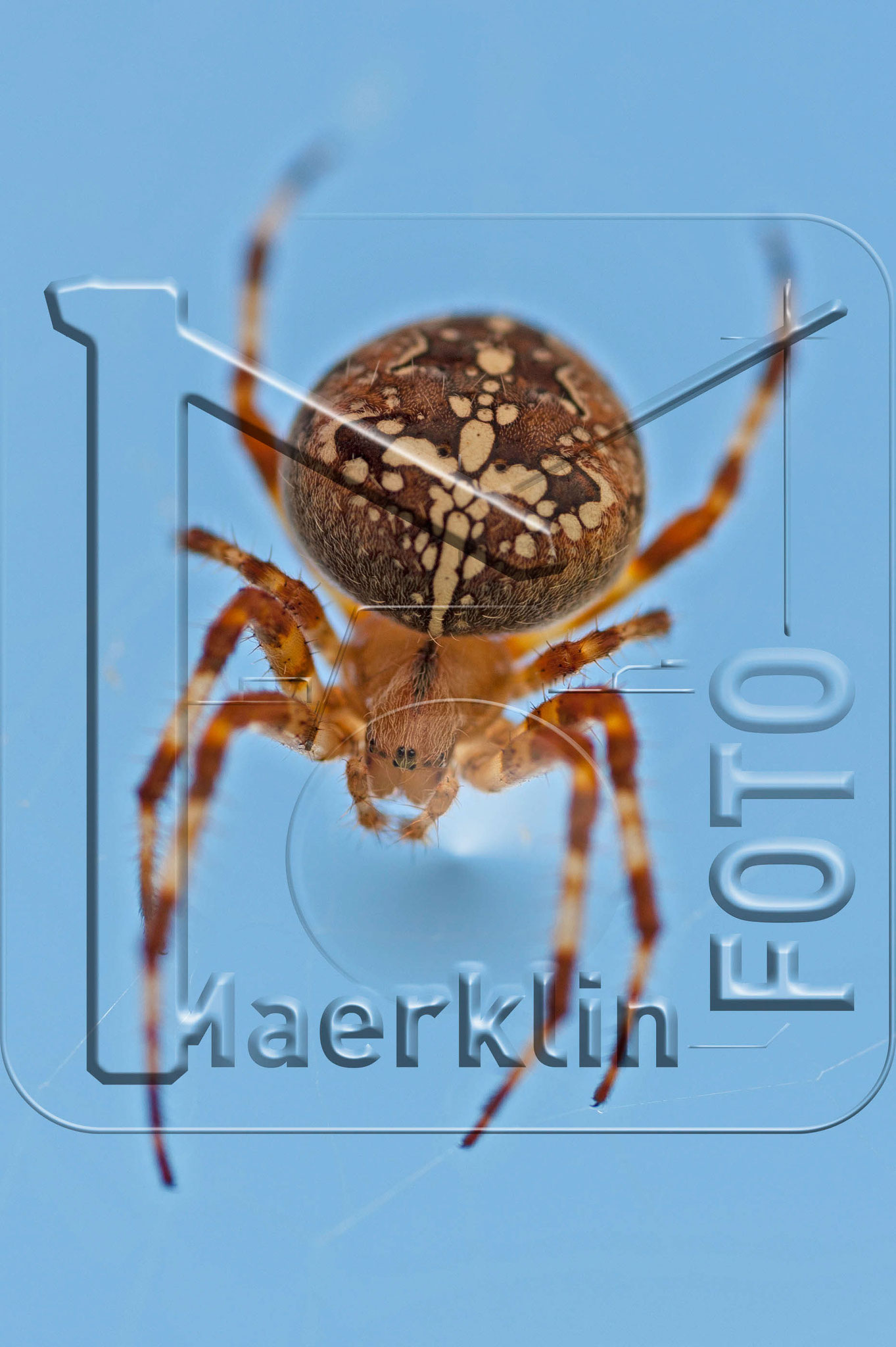Heckengäu, Gartenkreuzspinne