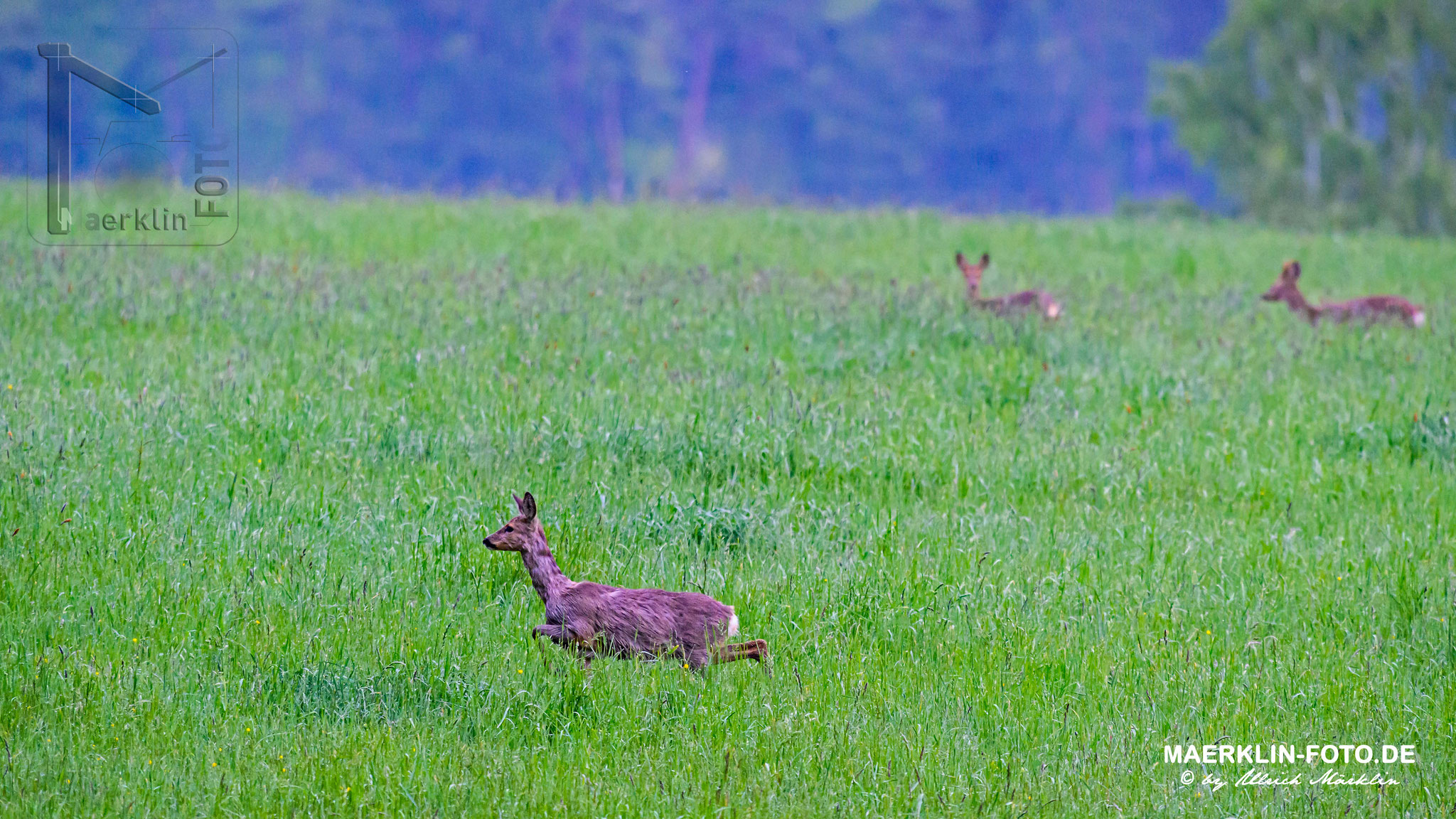 Rehwild (Capreolus capreolus) im kniehohen Gras