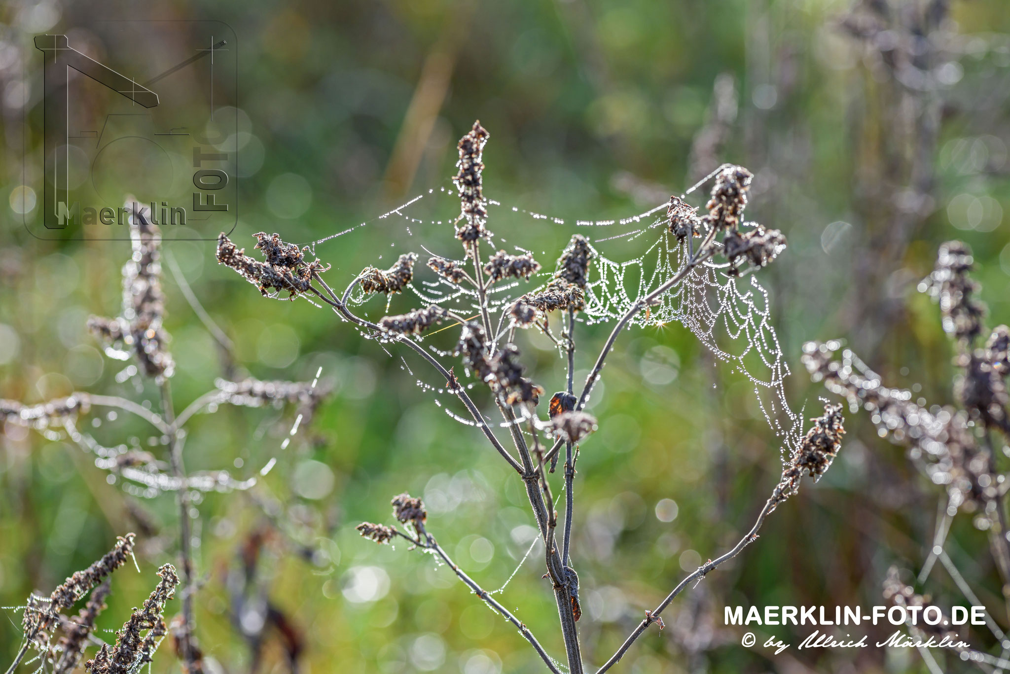 Tautropfen am Spinnenetz, Gegenlichtaufnahme, Naturpark Schönbuch