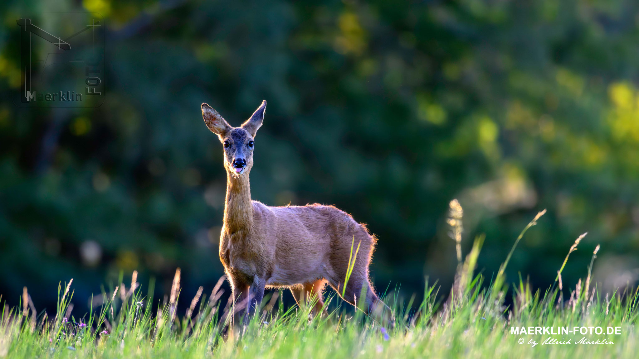 Reh (Capreolus capreolus)