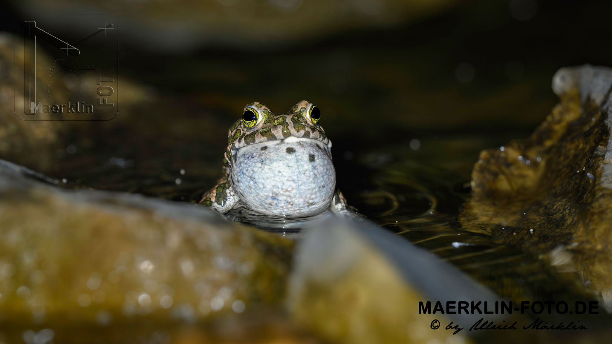 Wechselkröte (Bufotes viridis)