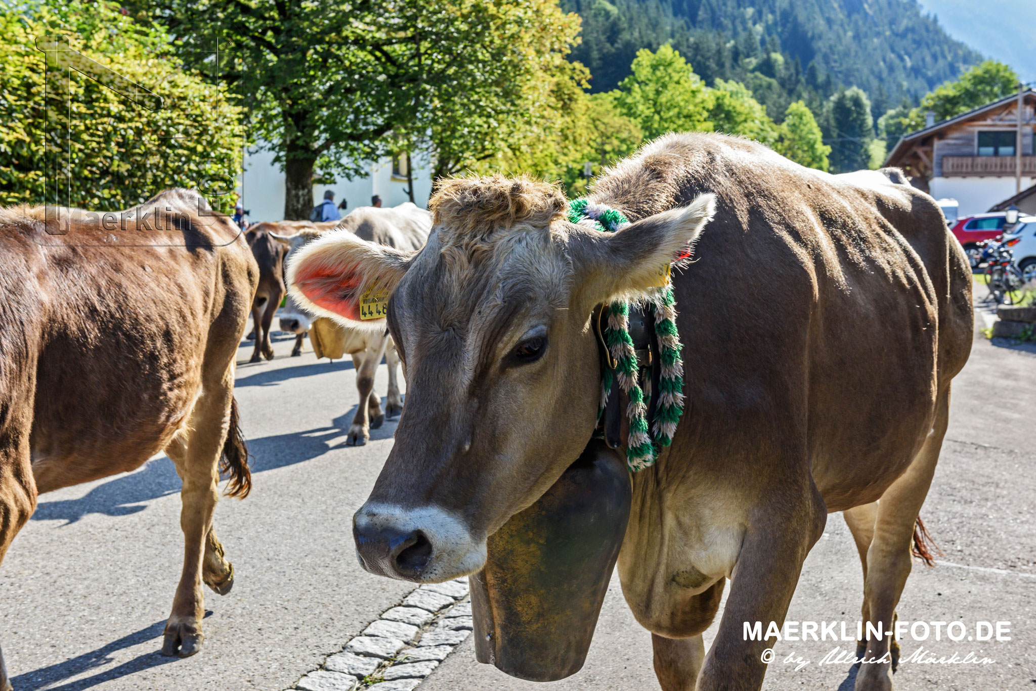 Viehscheid, Viehabtrieb aus dem Ostrachtal von Hinterstein nach Bad Hindelang, Allgäu
