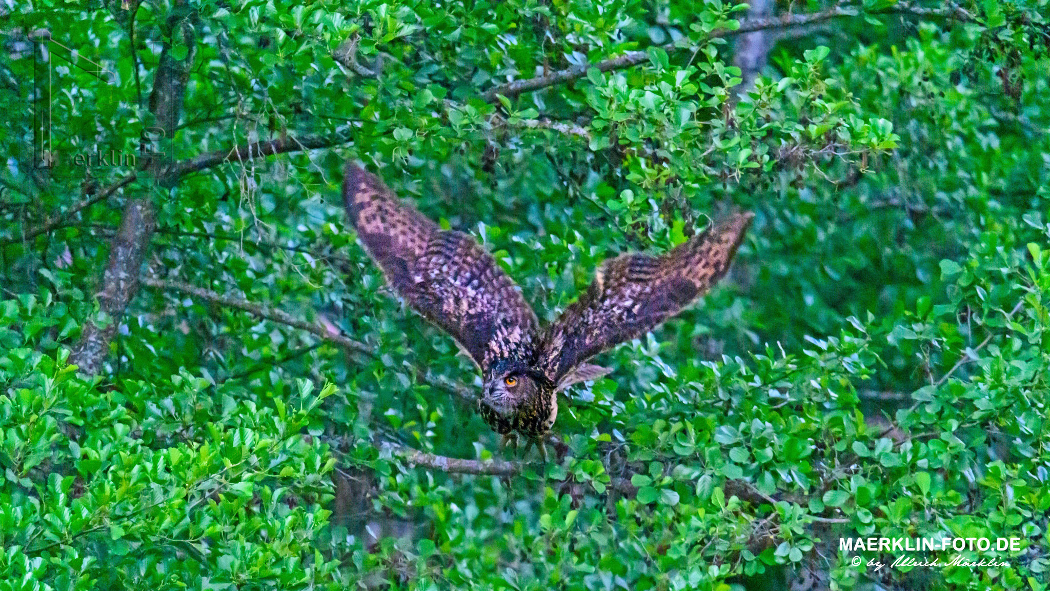 Uhu (Bubo bubo) beim Abflug