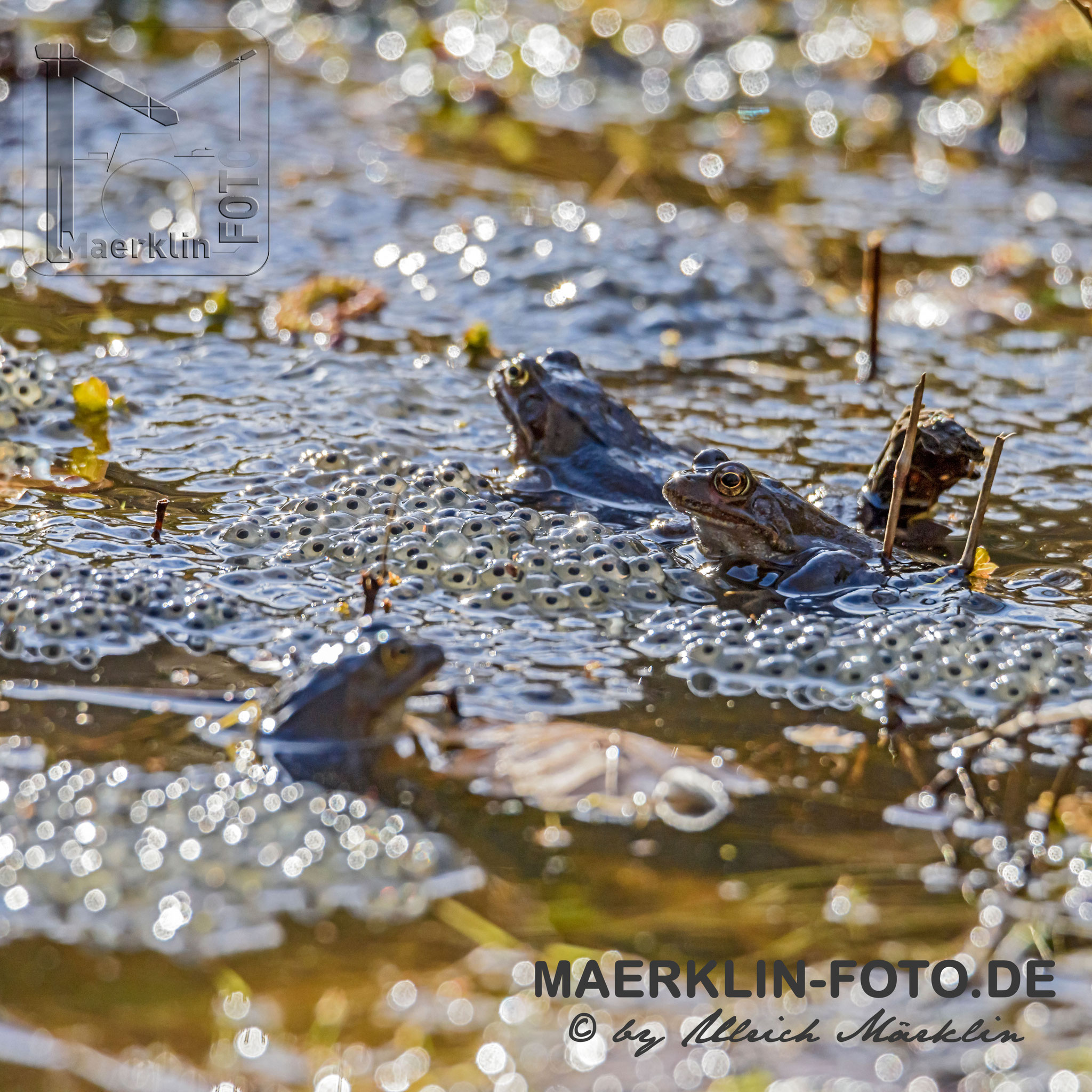 Heckengäu, Moorfrosch