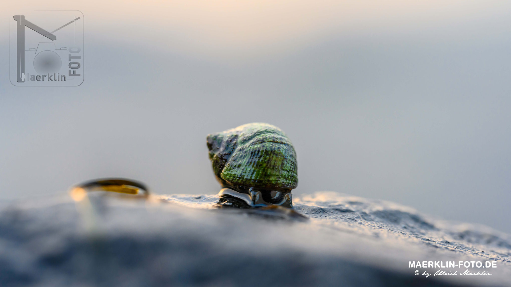 Nordseeinsel Pellworm, Wellhornschnecke