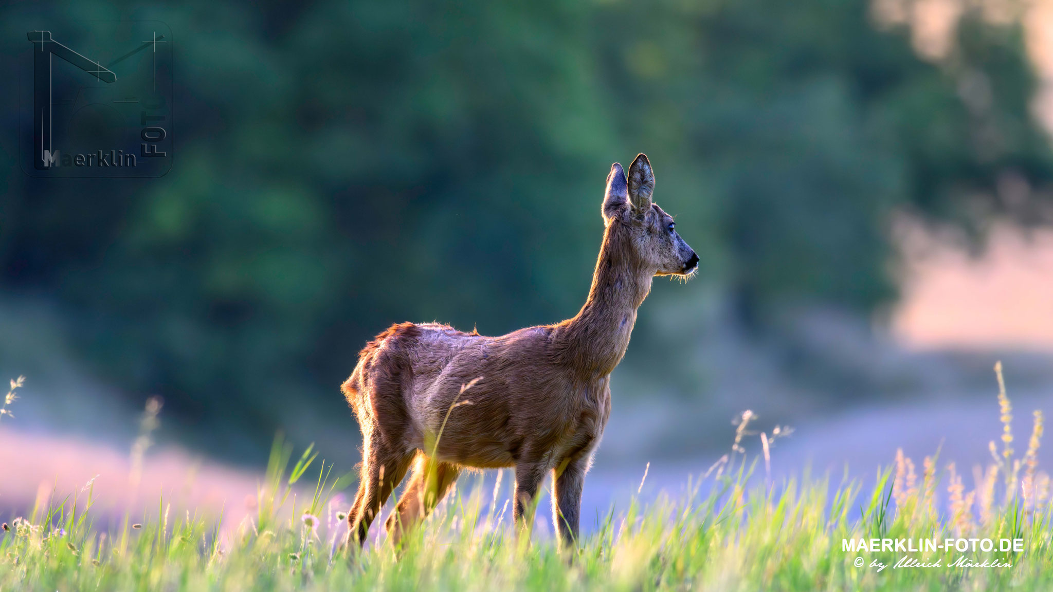 Reh (Capreolus capreolus)
