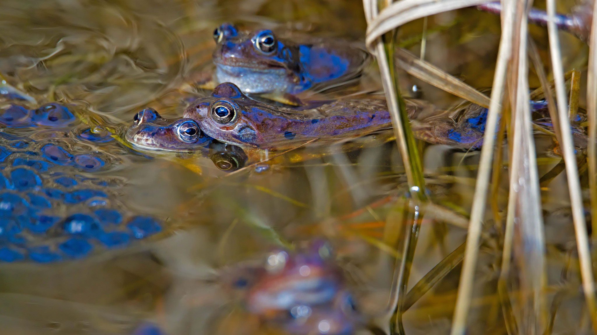 Moorfrösche beim Laichen, Moorfrosch/Rana arvalis, Nationalpark Schwarzwald