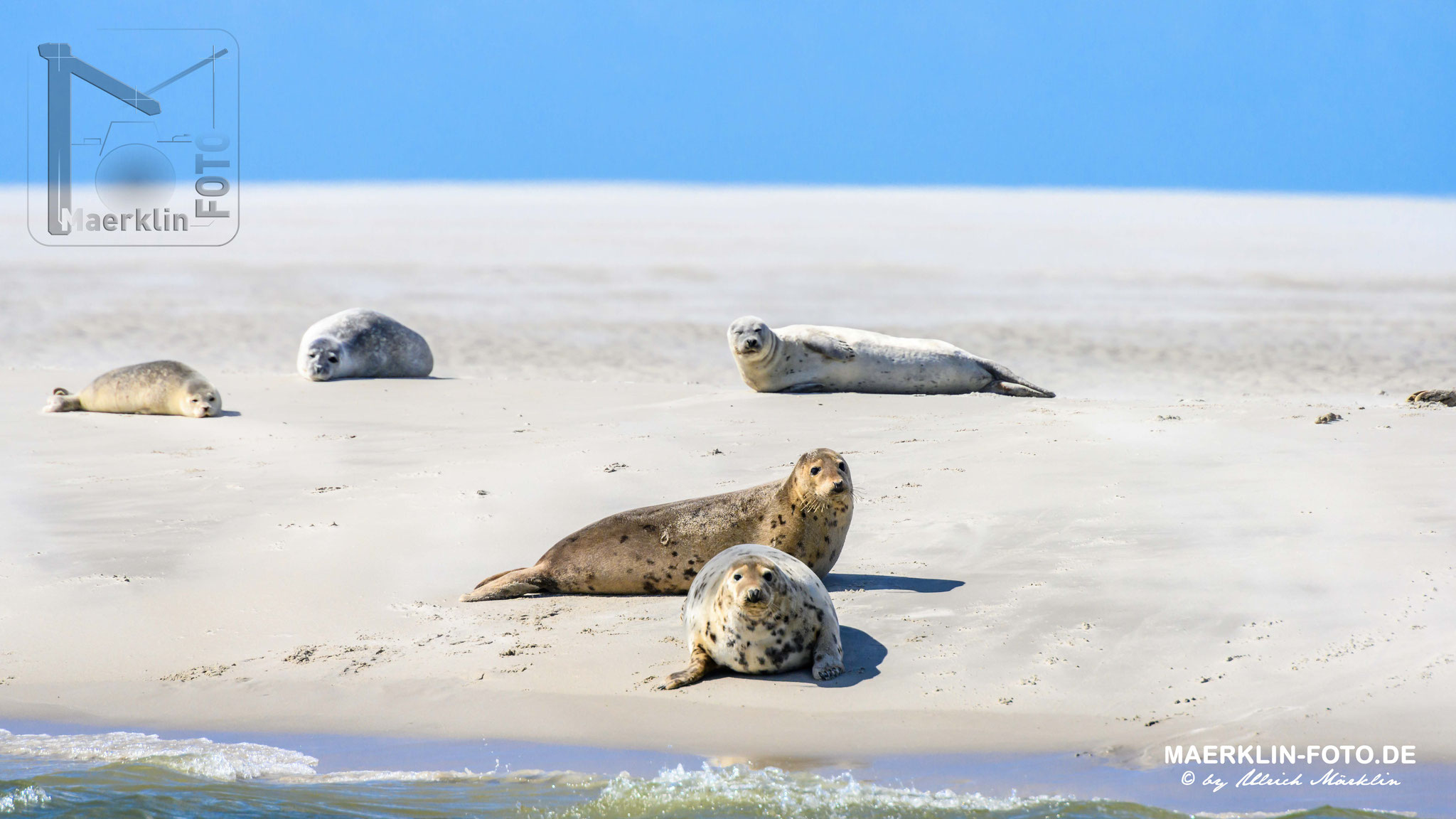 Norderoogsand, Seehunde