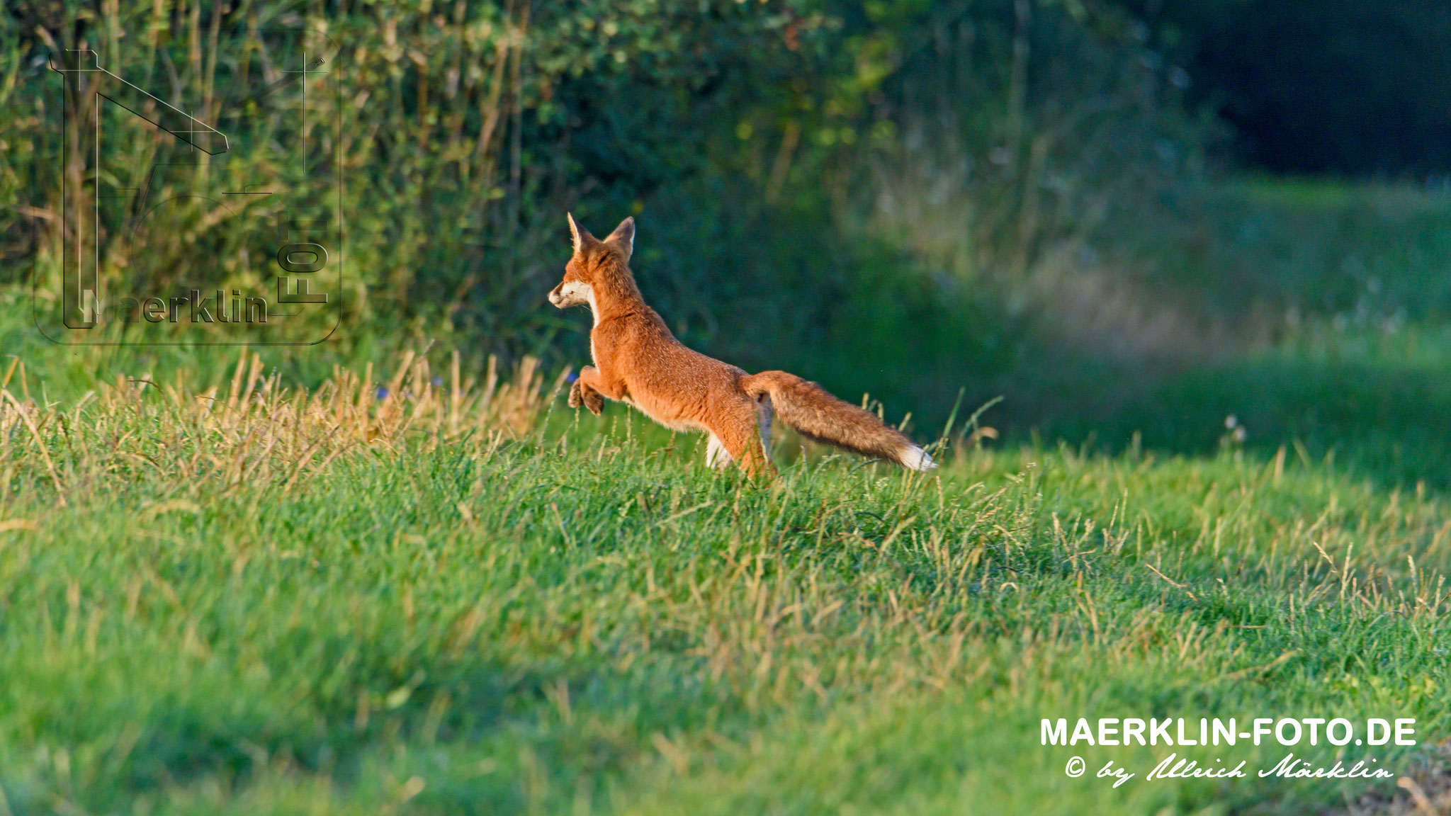 Rotfuchs (Vulpes vulpes) auf dem Sprung, Heckengäu, Baden-Württemberg, Deutschland