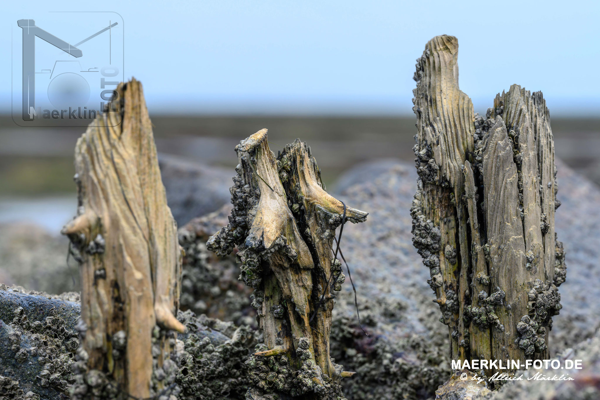 Nordseeinsel Pellworm, Pfähle