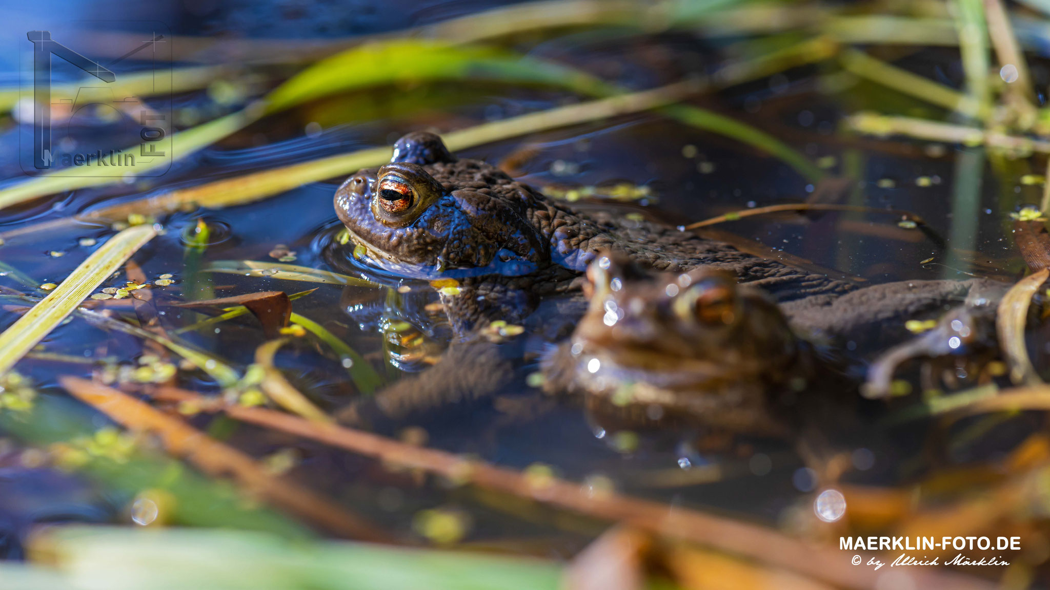 Erdkröten (Bufo bufo) im Waldteich, Heckengäu