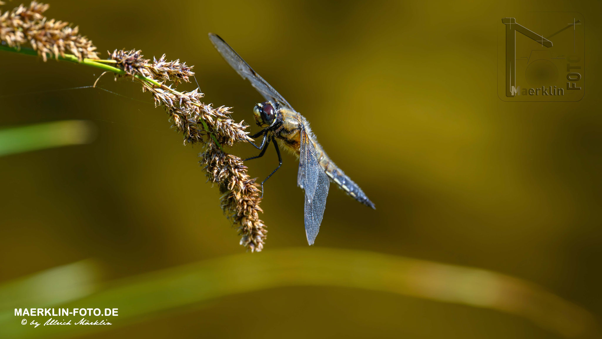 Herbst-Mosaikjungfer (Aeshna mixta), Naturpark Schönbuch
