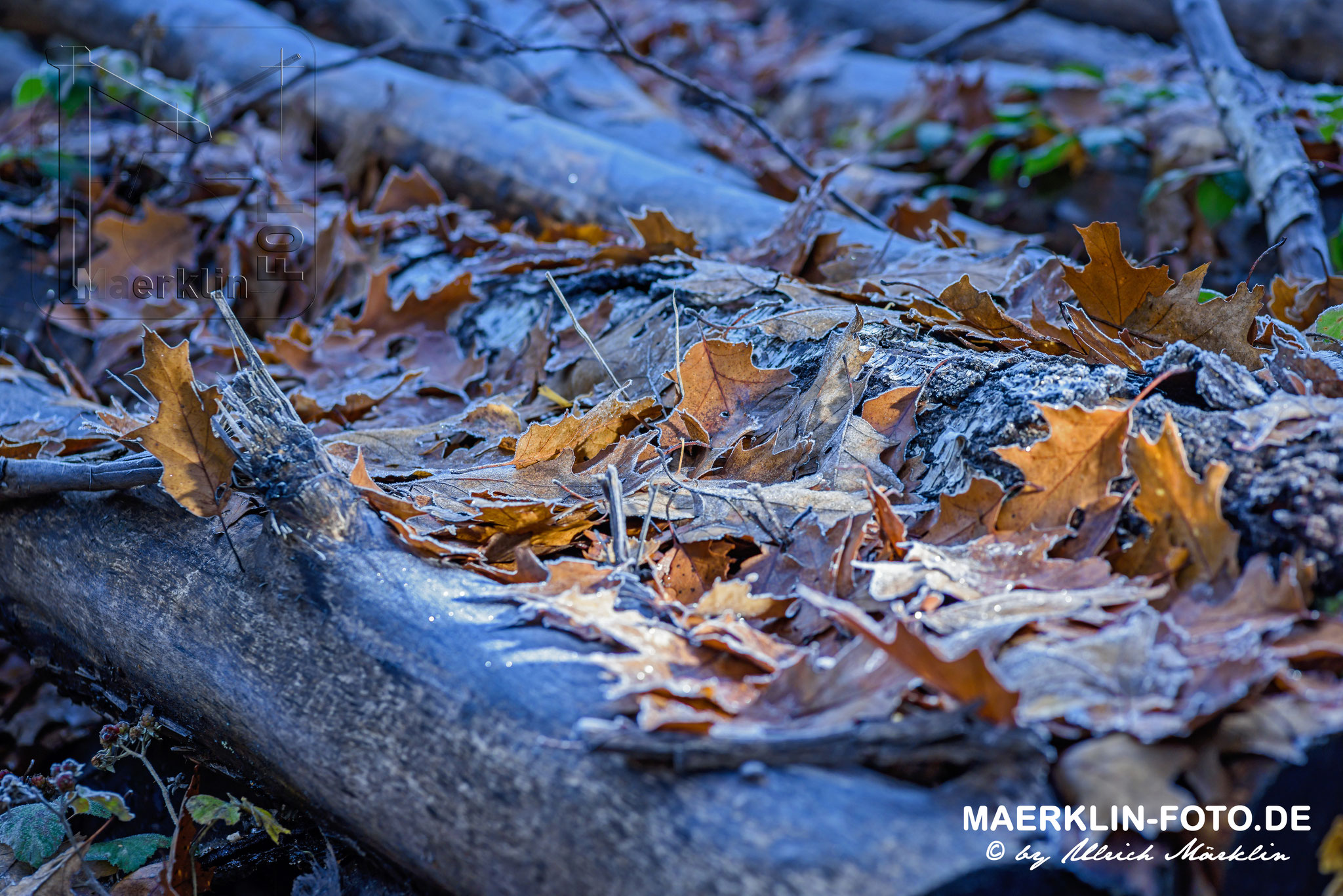 Herbstlaub mit Aufhellblitz, Naturpark Schönbuch