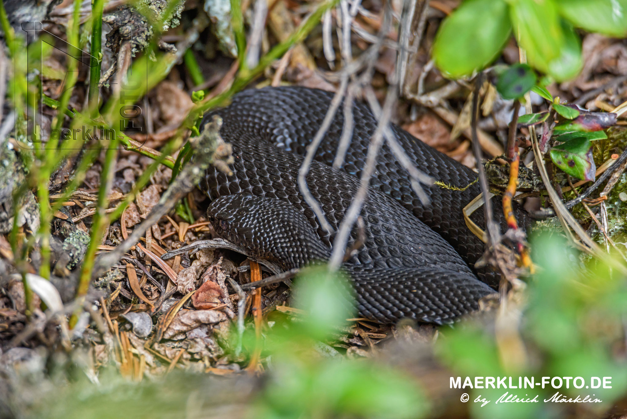 schwarze Kreuzotter (vipera berus), auch Höllenotter genannt, Nationalpark Schwarzwald