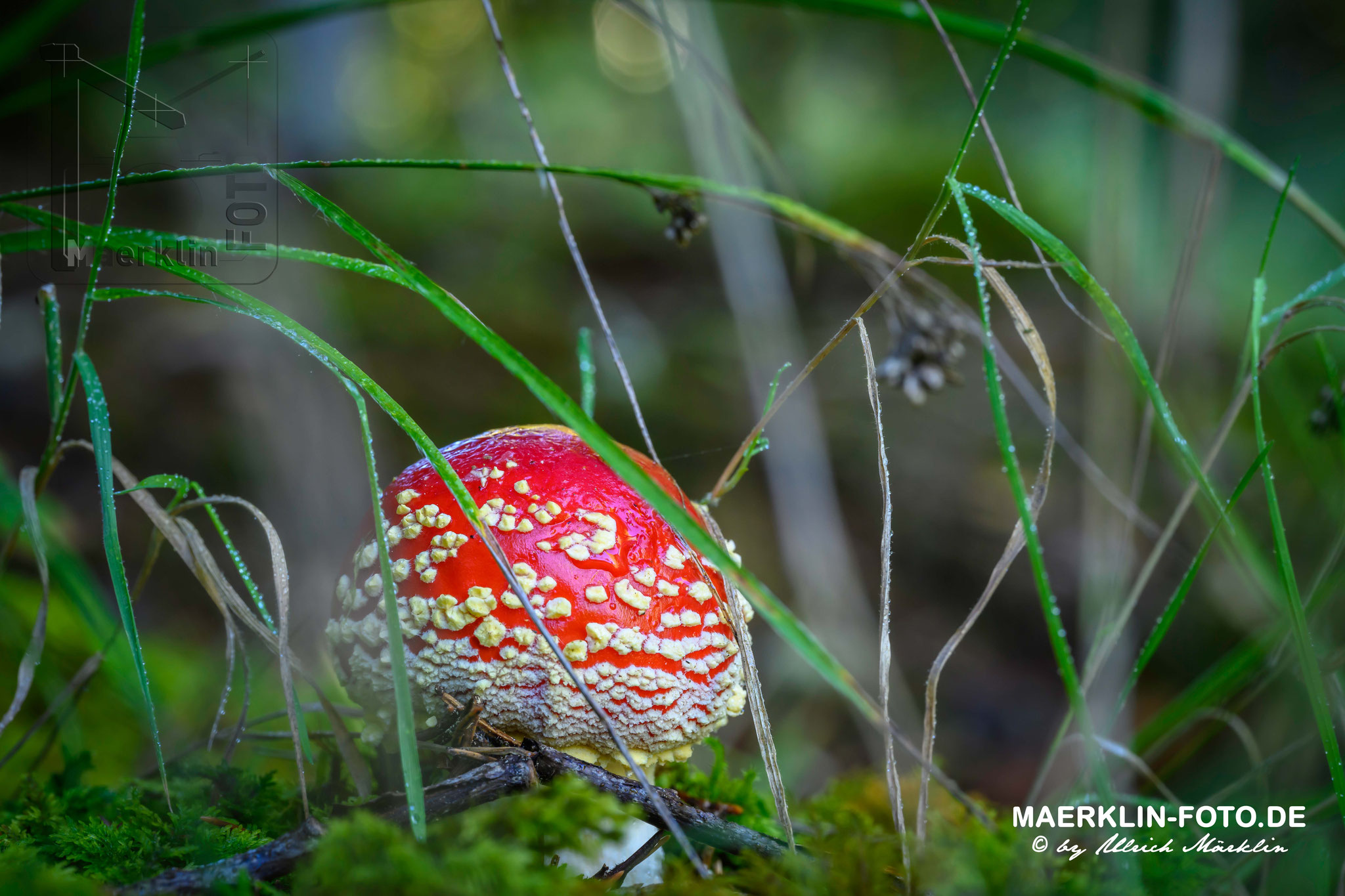 Fliegenpilz (Amanita muscaria), Heckengäu