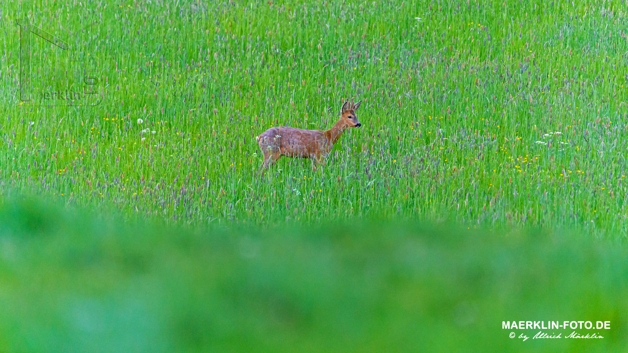 junger Rehbock (Capreolus capreolus) in Frühjahrswiese, Heckengäu