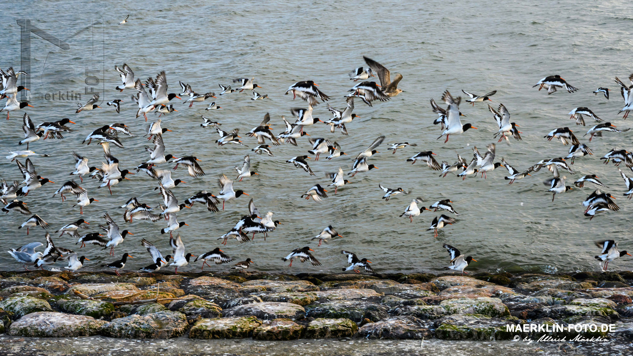 Nordseeinsel Pellworm, Austernfischer