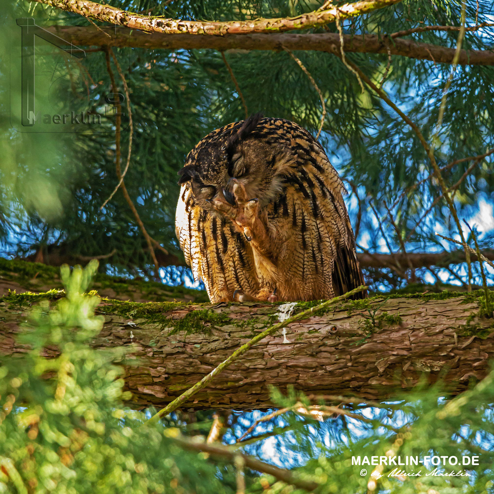 Uhu (Bubo bubo)