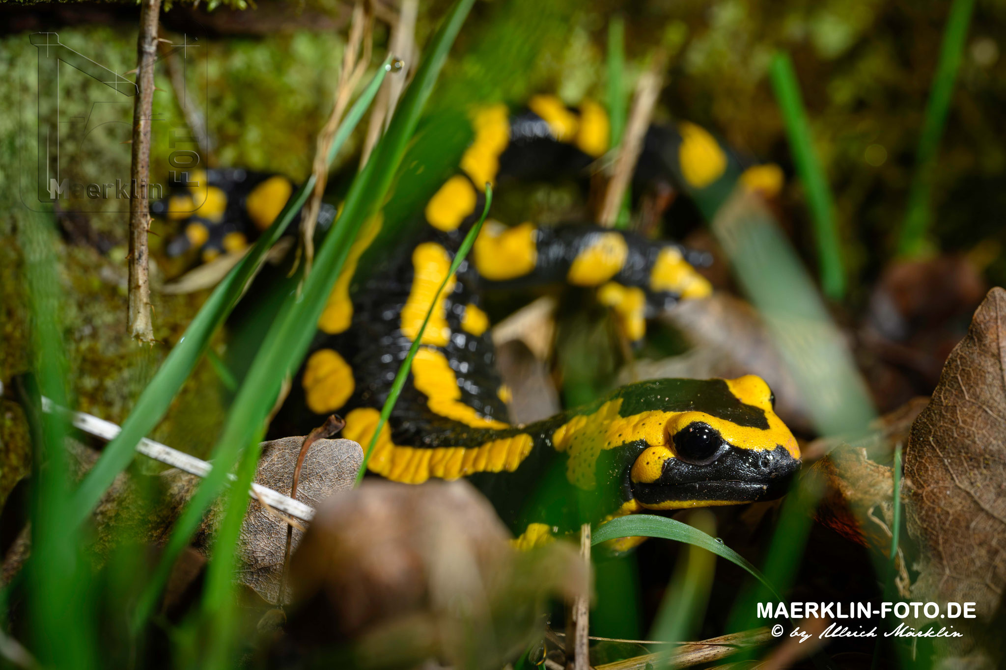 Heckengäu, Feuersalamander