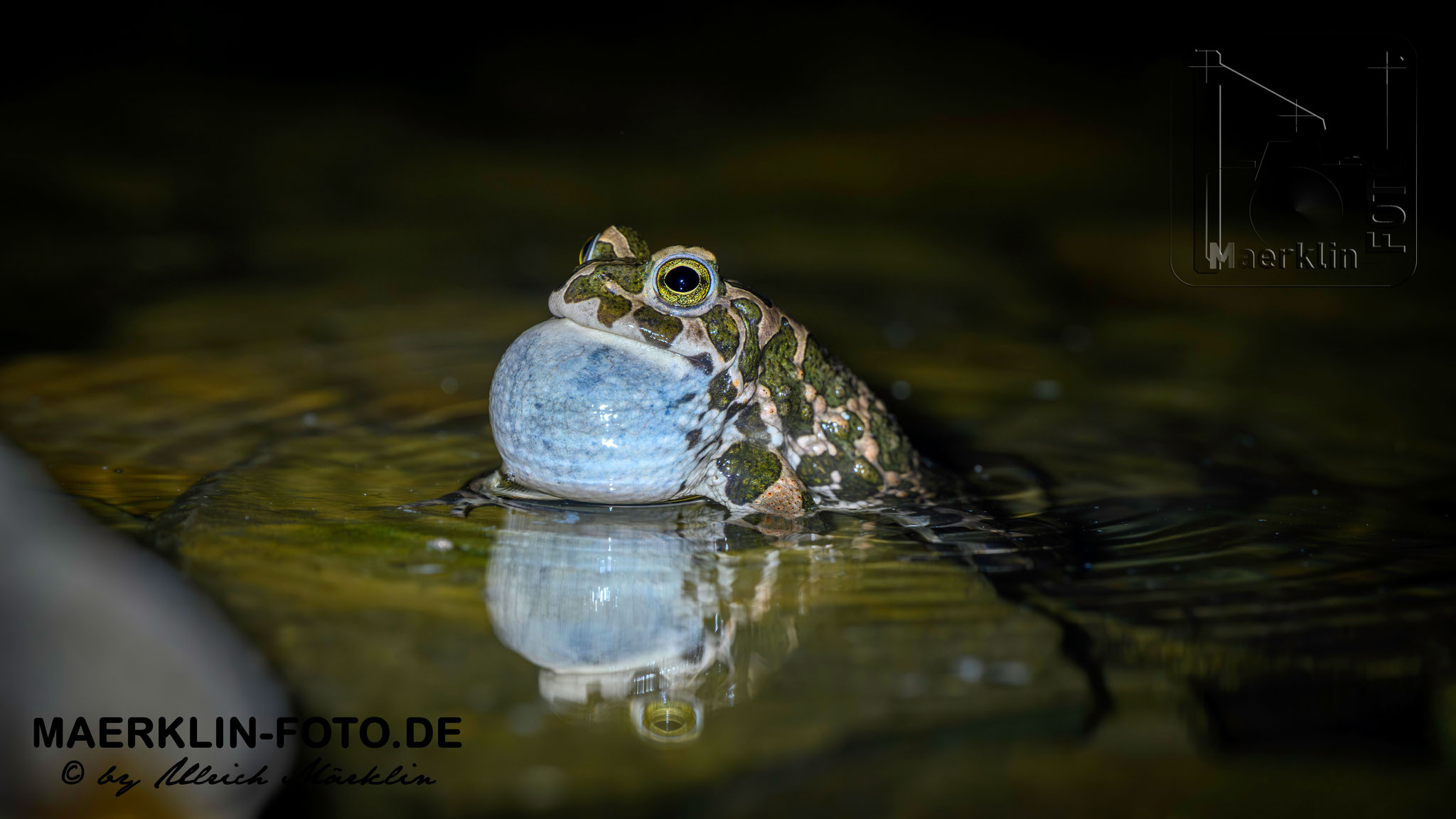 Wechselkröte (Bufotes viridis)
