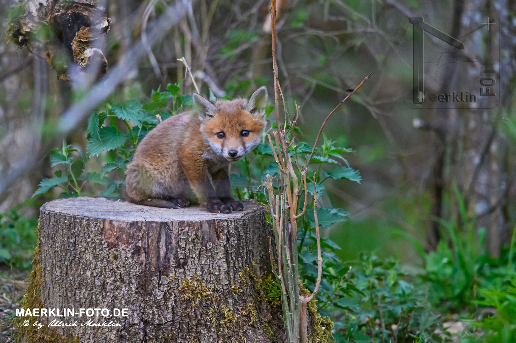 Fuchswelpen, Rotfuchs (Vulpes vulpes), Heckengäu