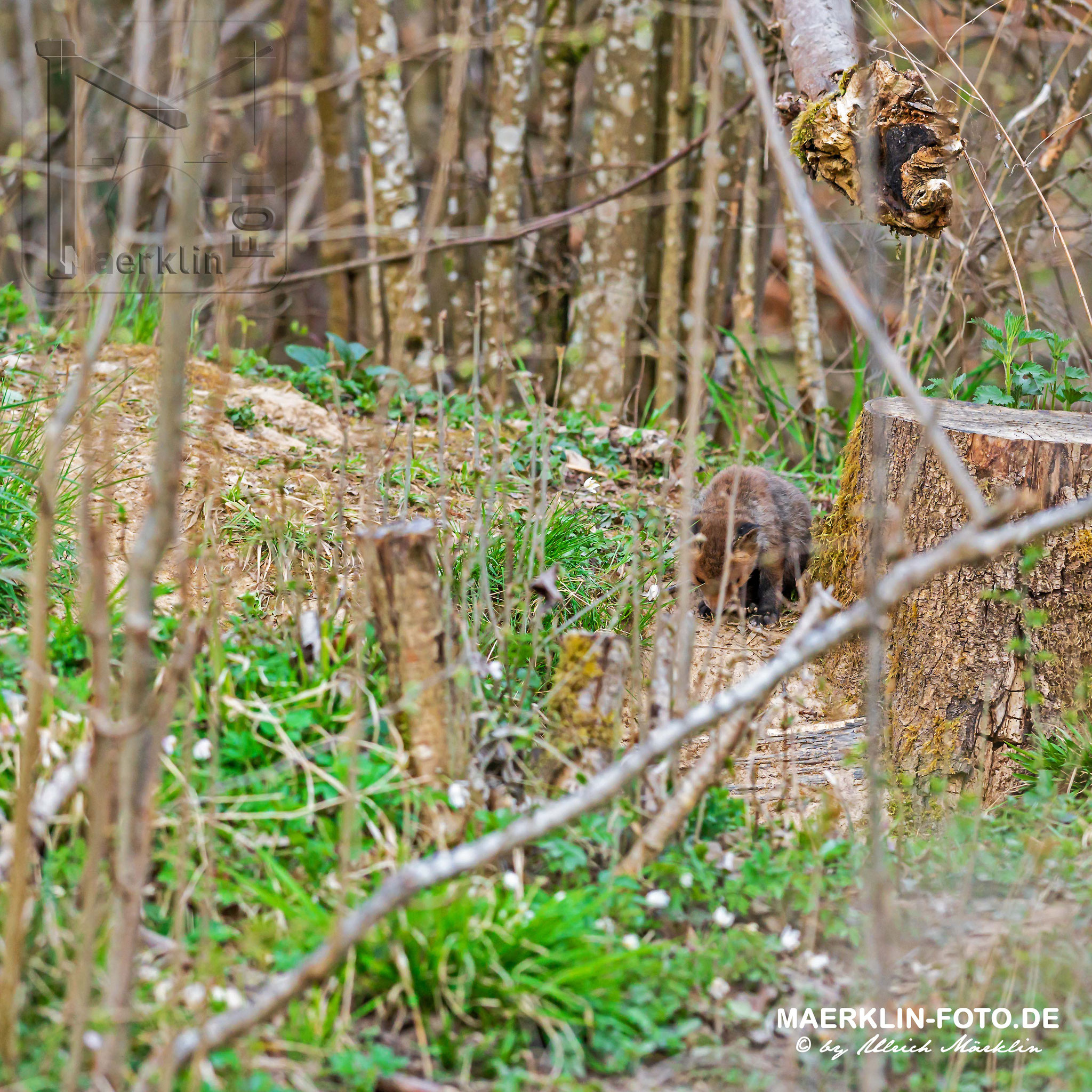 Rotfuchs (Vulpes vulpes), Welpen vor dem Bau