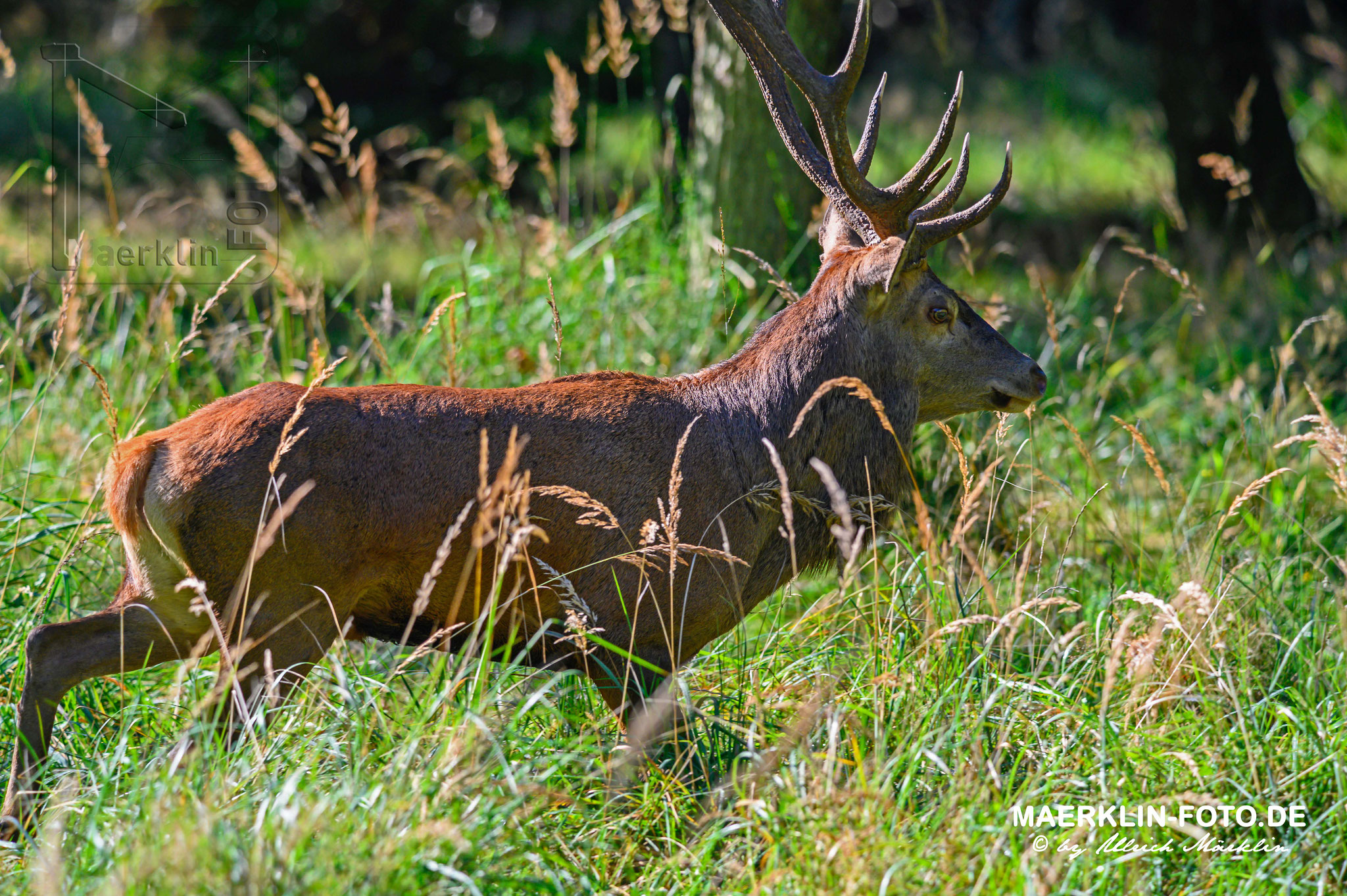 Rothirsch (Cervus elaphus) im hohen Gras