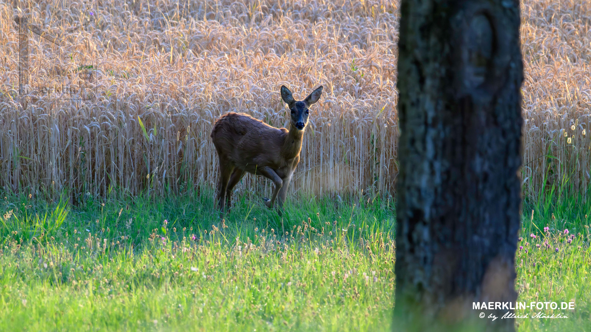 Reh (Capreolus capreolus), Heckengäu