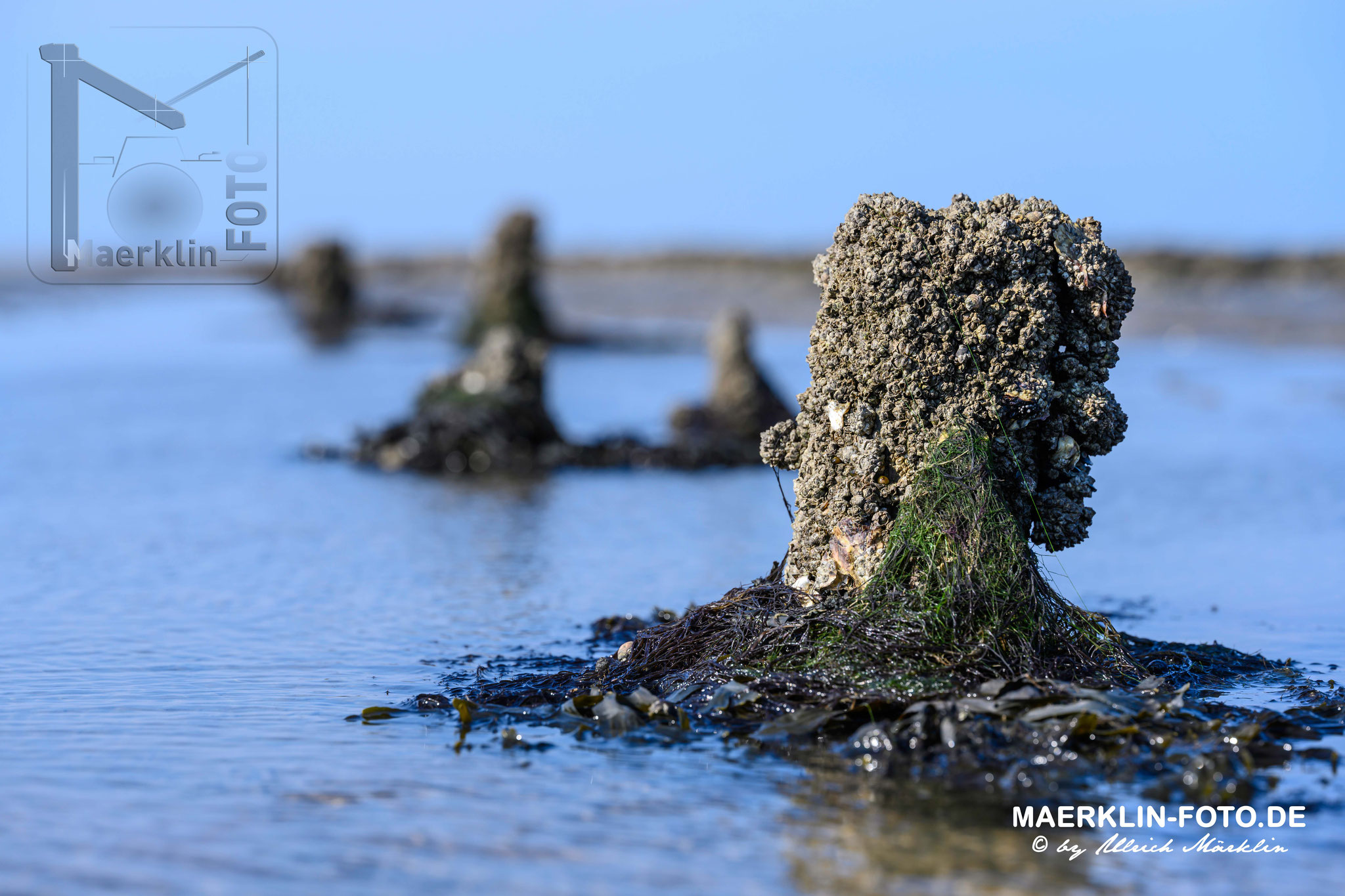 Nordseeinsel Pellworm, Pfähle mit Seepocken im Watt