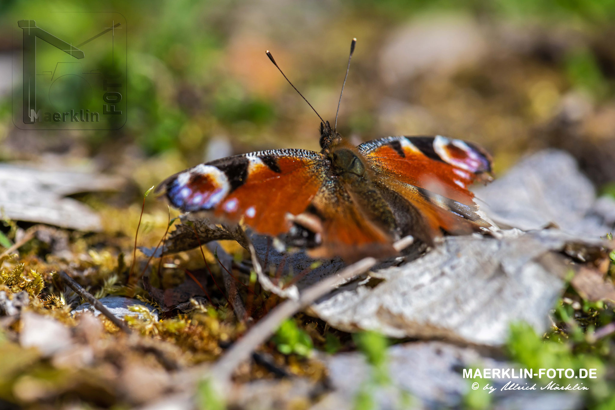 Heckengäu, Tagpfauenauge (Aglais io, Syn.: Inachis io, Nymphalis io)