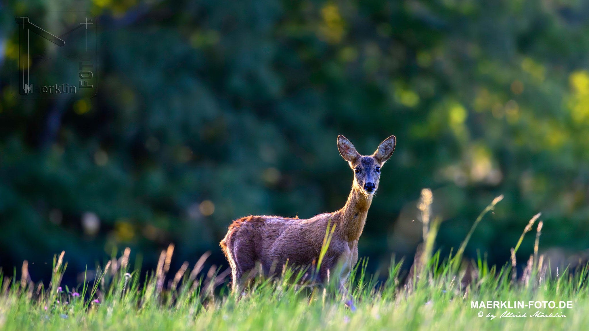 Reh (Capreolus capreolus)
