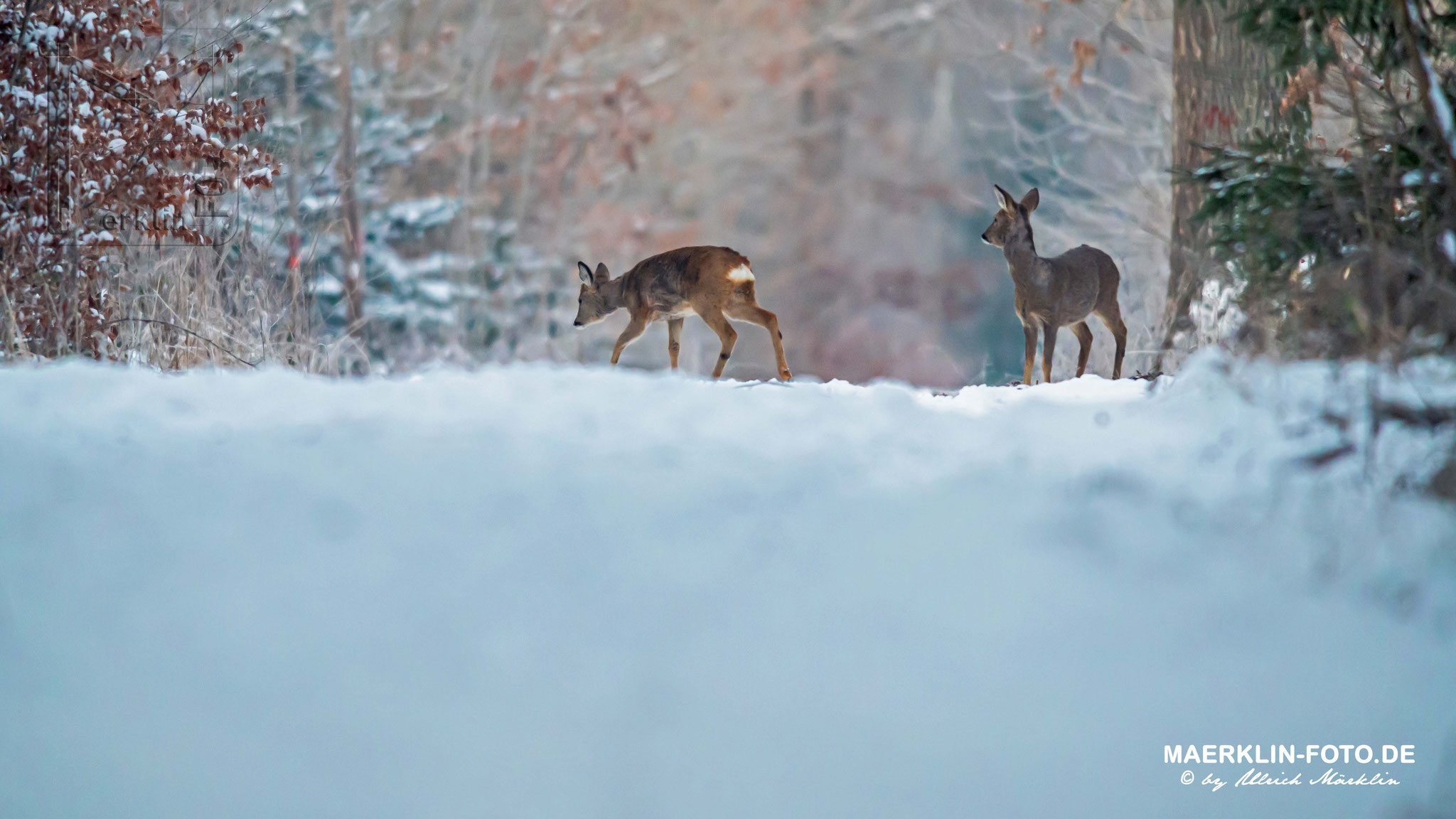 Rehwild im winterlichen Wald, Heckengäu