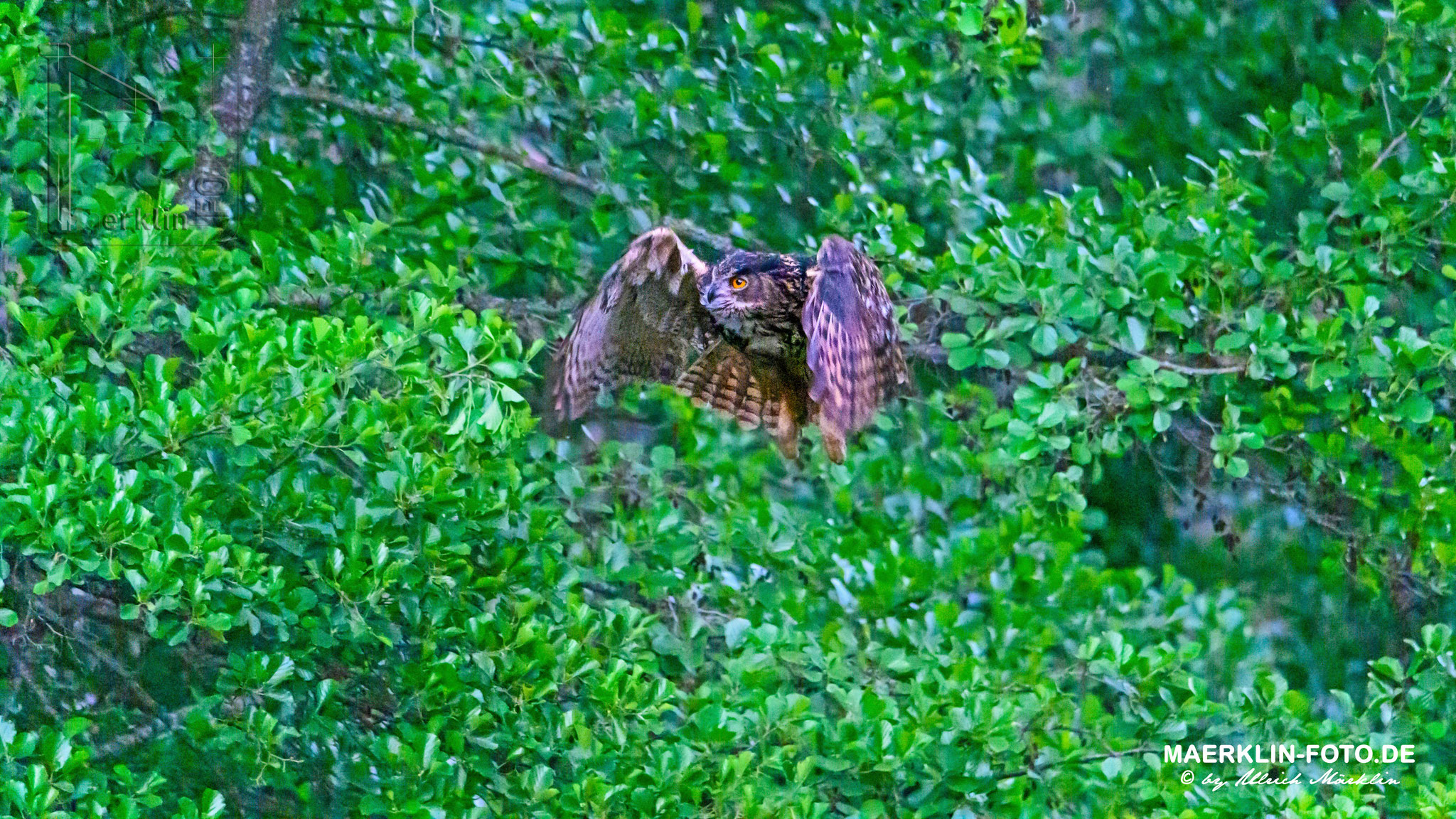 Uhu (Bubo bubo) beim Abflug