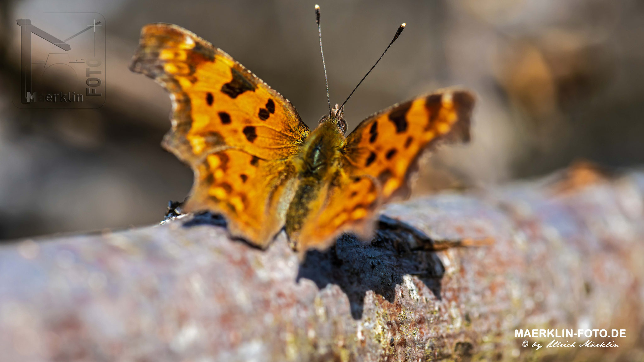 Heckengäu, C-Falter (Polygonia c-album, Syn.: Nymphalis c-album)