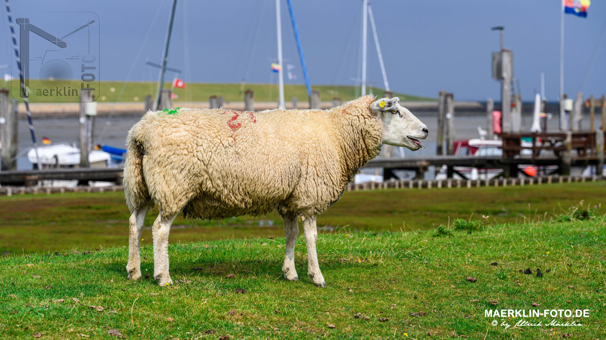 Nordseeinsel Pellworm, Schaf