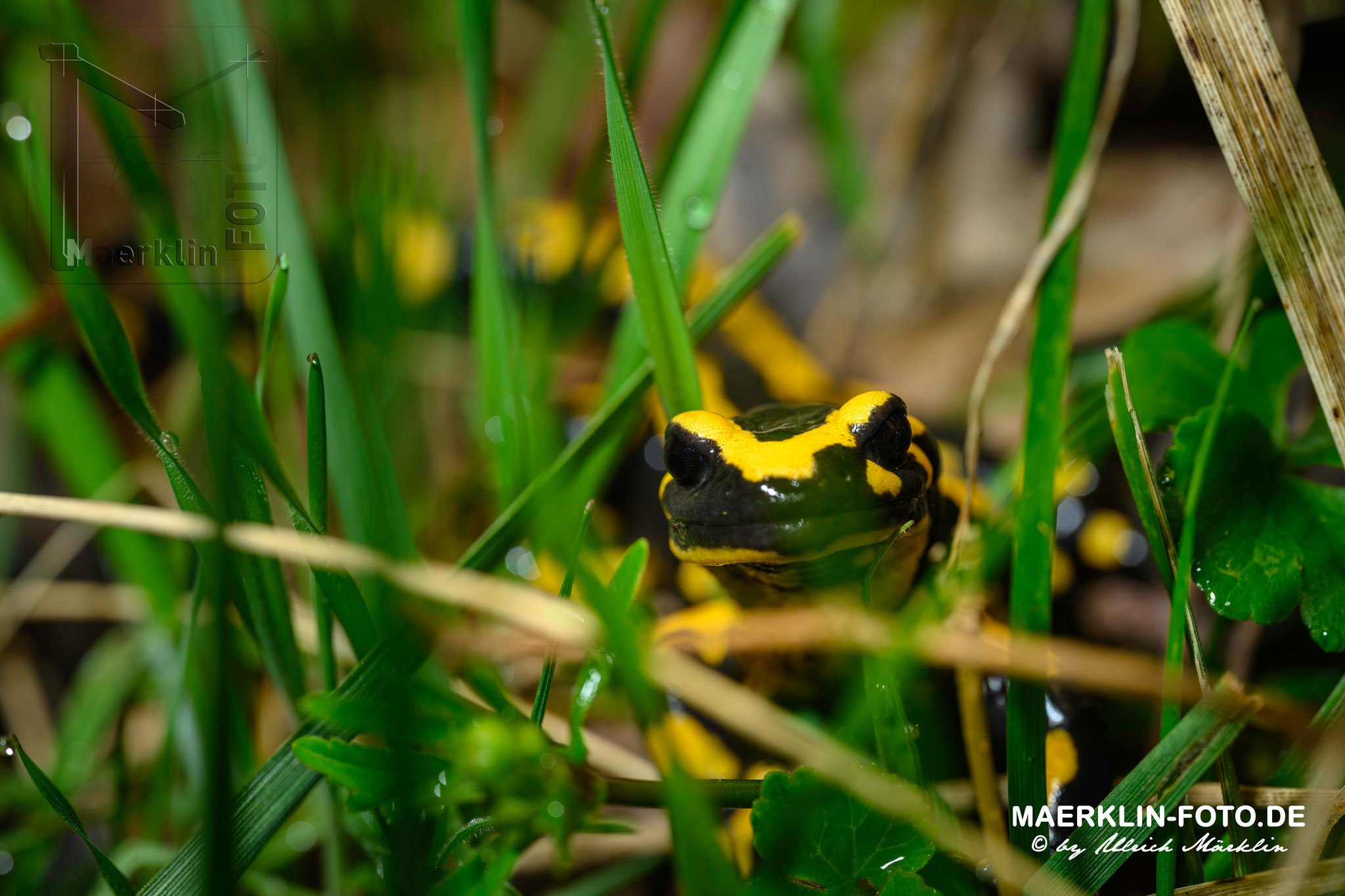 Lurche, Feuersalamander  (Salamandra salamandra)