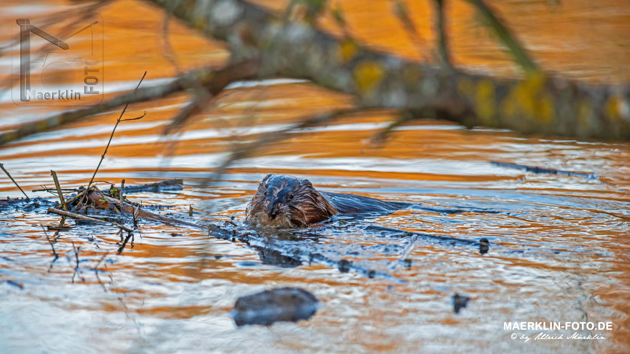 Nutria, schwimmend bei Sonnenuntergang