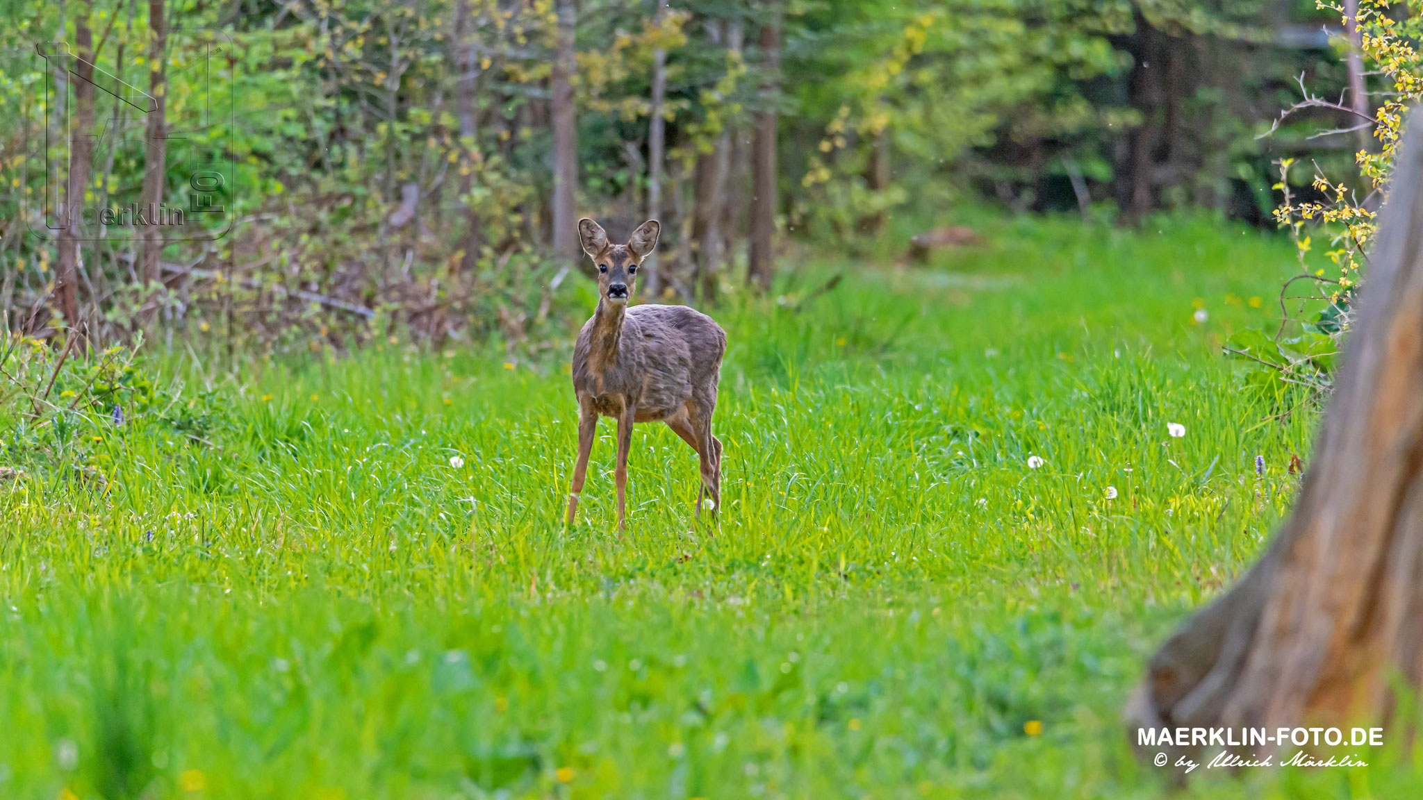 Reh (Capreolus capreolus) auf einer Waldlichtung, Heckengäu