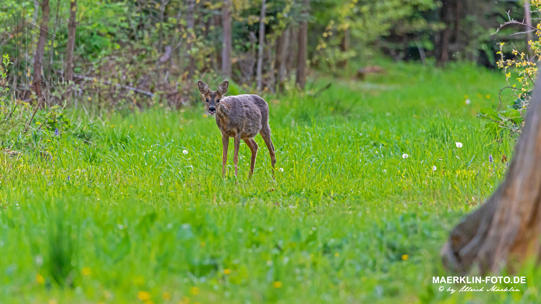 Reh (Capreolus capreolus) auf einer Waldlichtung, Heckengäu