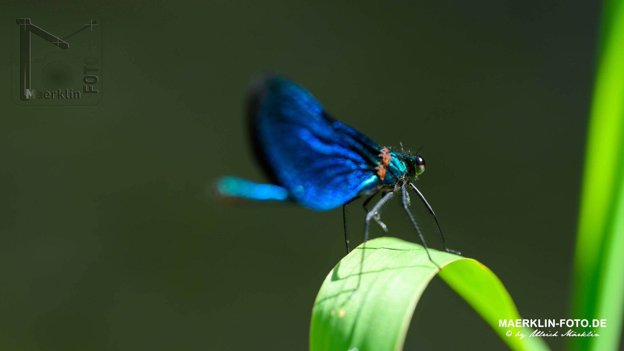 Prachtlibellen (Calopterygidae), Hewckengäu