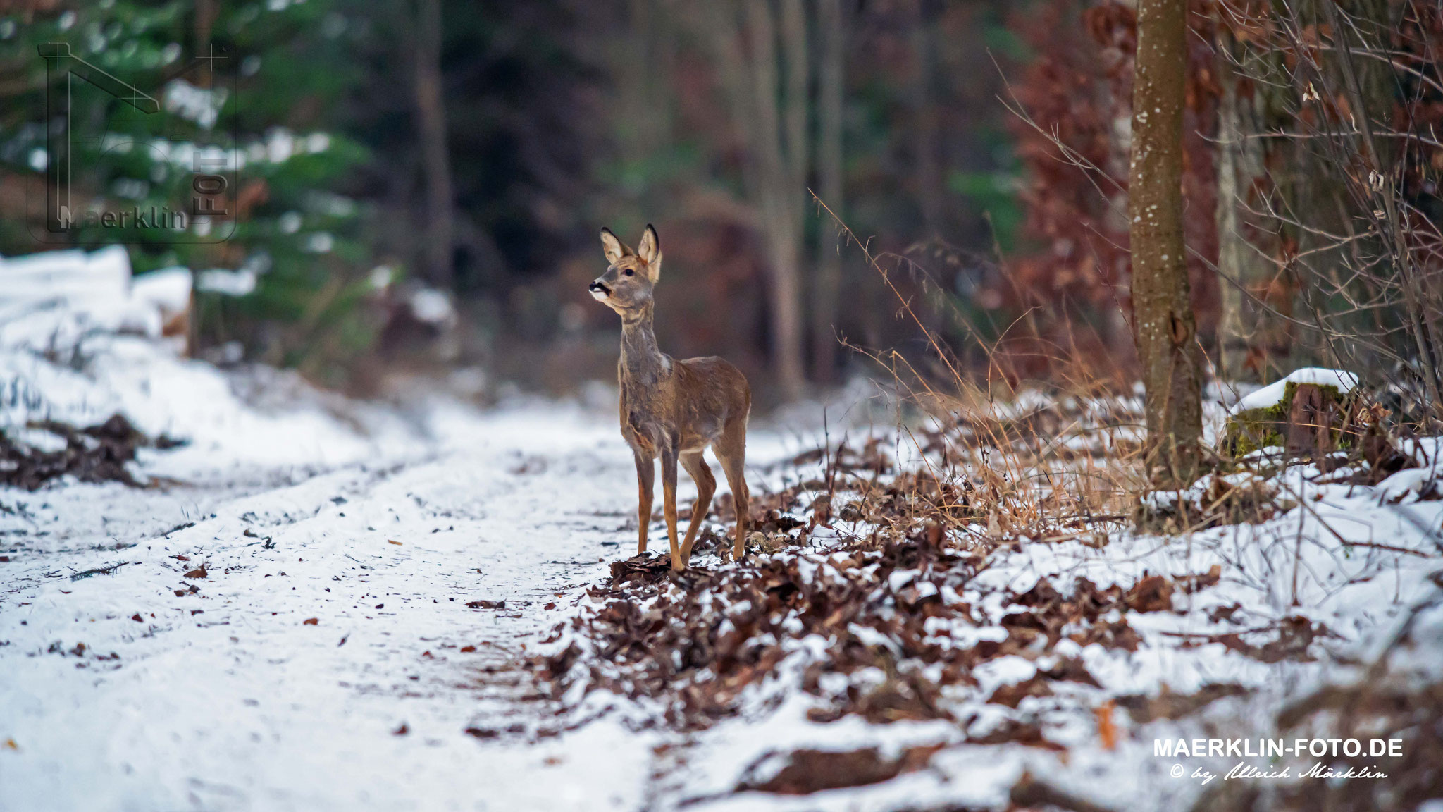 Rehwild im winterlichen Wald, Heckengäu