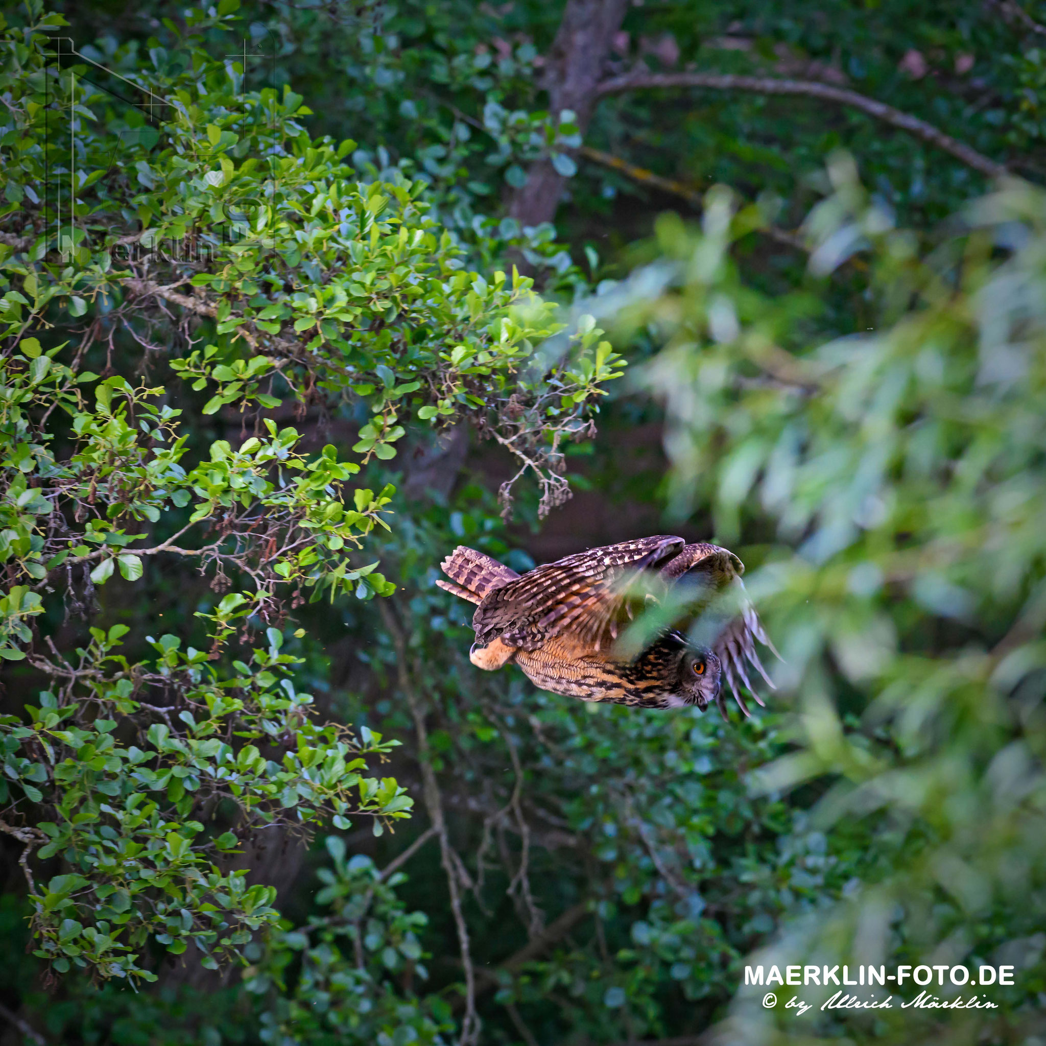 Uhu (Bubo bubo) beim Abflug