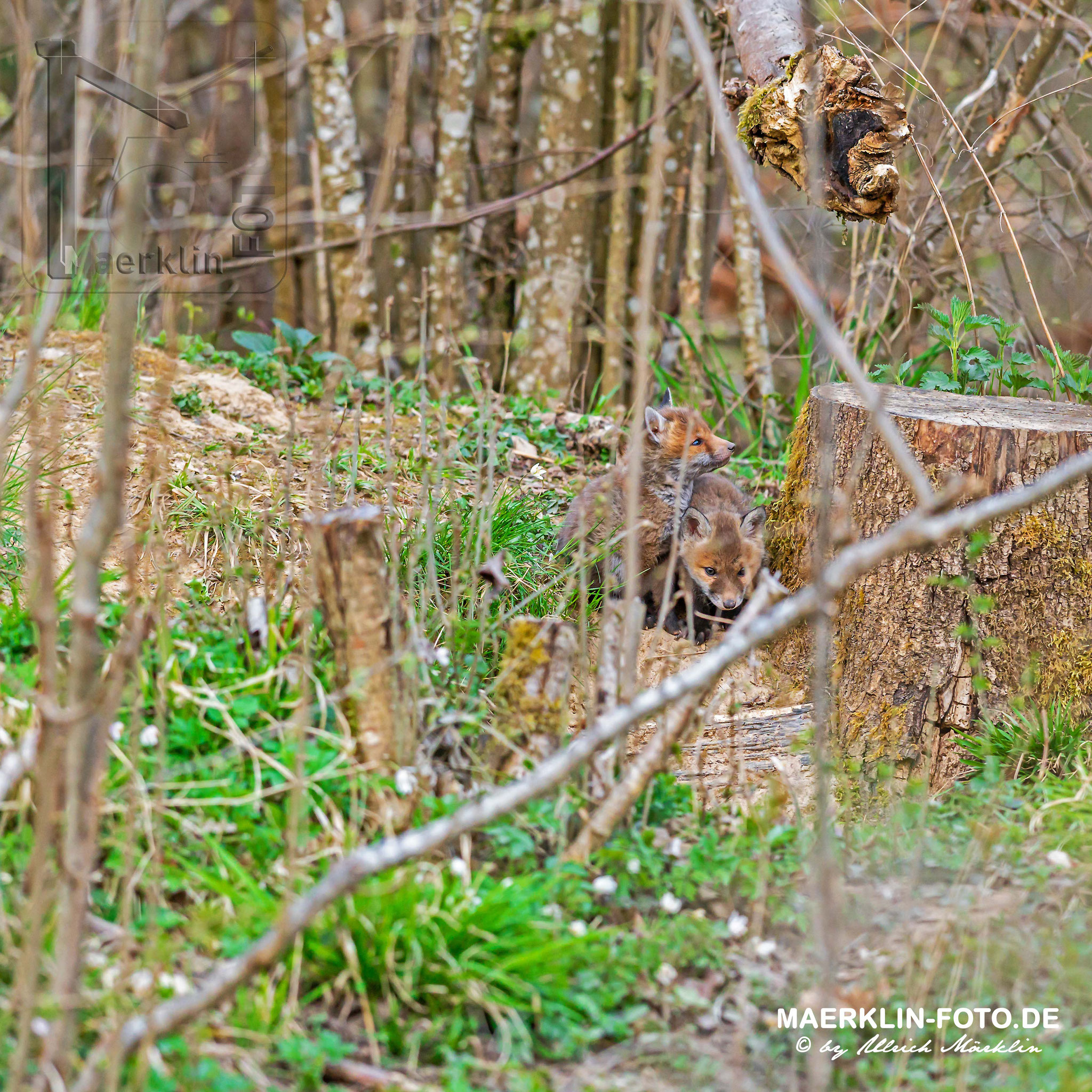 Rotfuchs (Vulpes vulpes), Welpen vor dem Bau