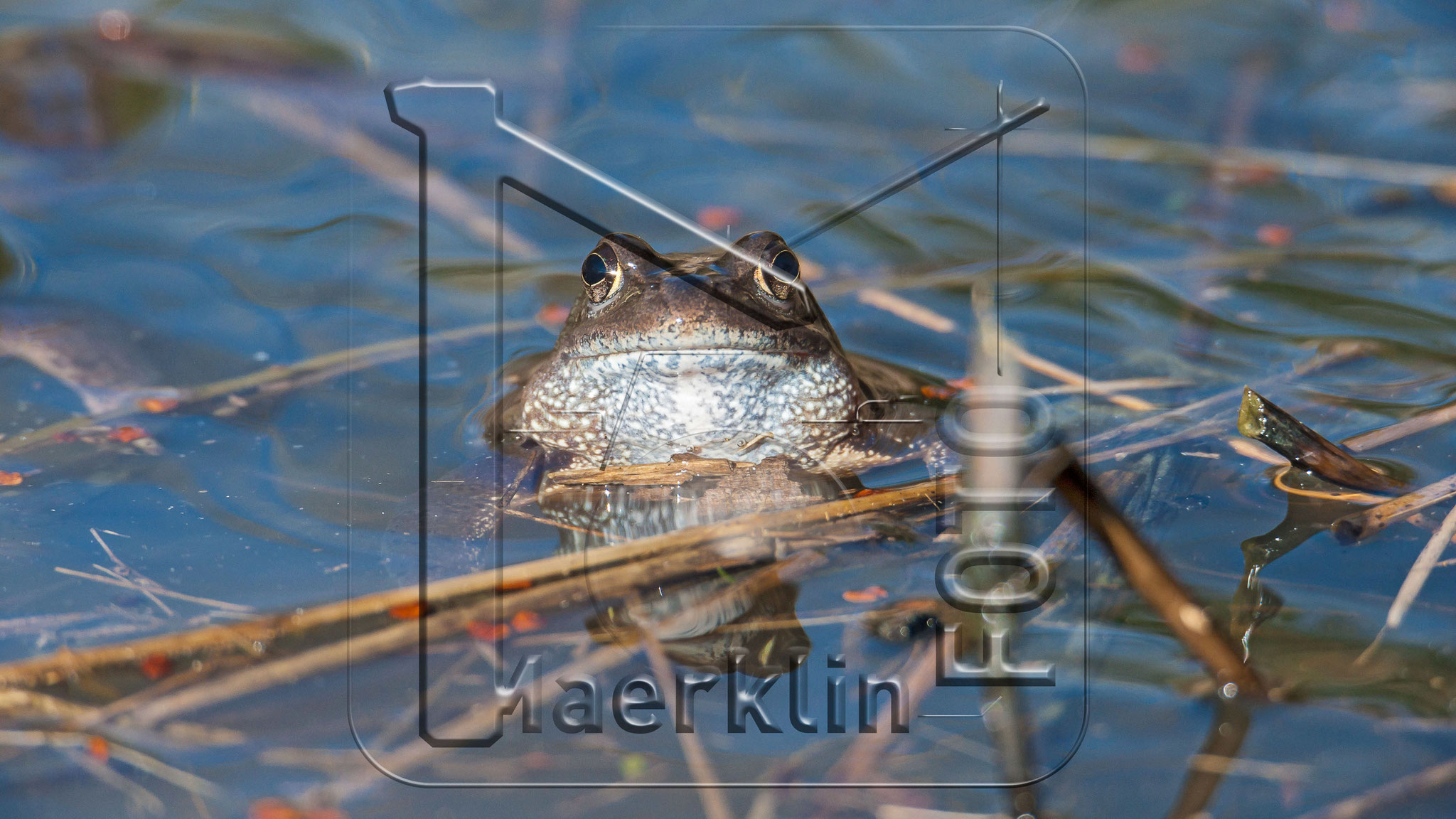 Heckengäu, Moorfrosch