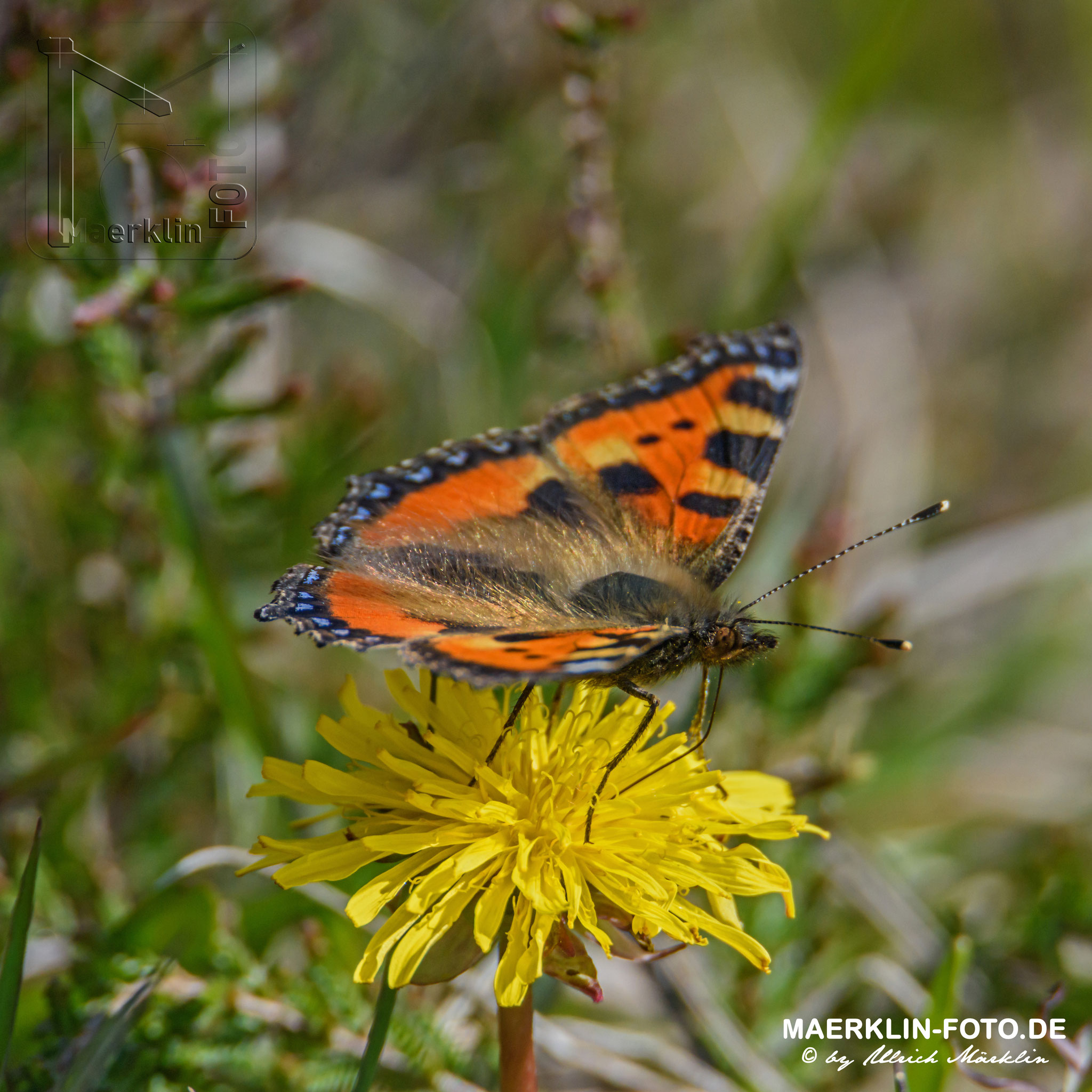 Schmetterling, Kleiner Fuchs, aglais urticae, Nationalpark Schwarzwald