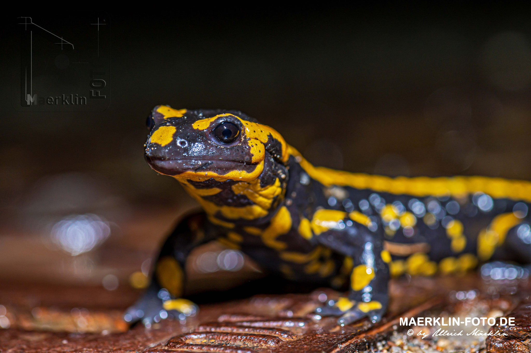 Heckengäu, Feuersalamander