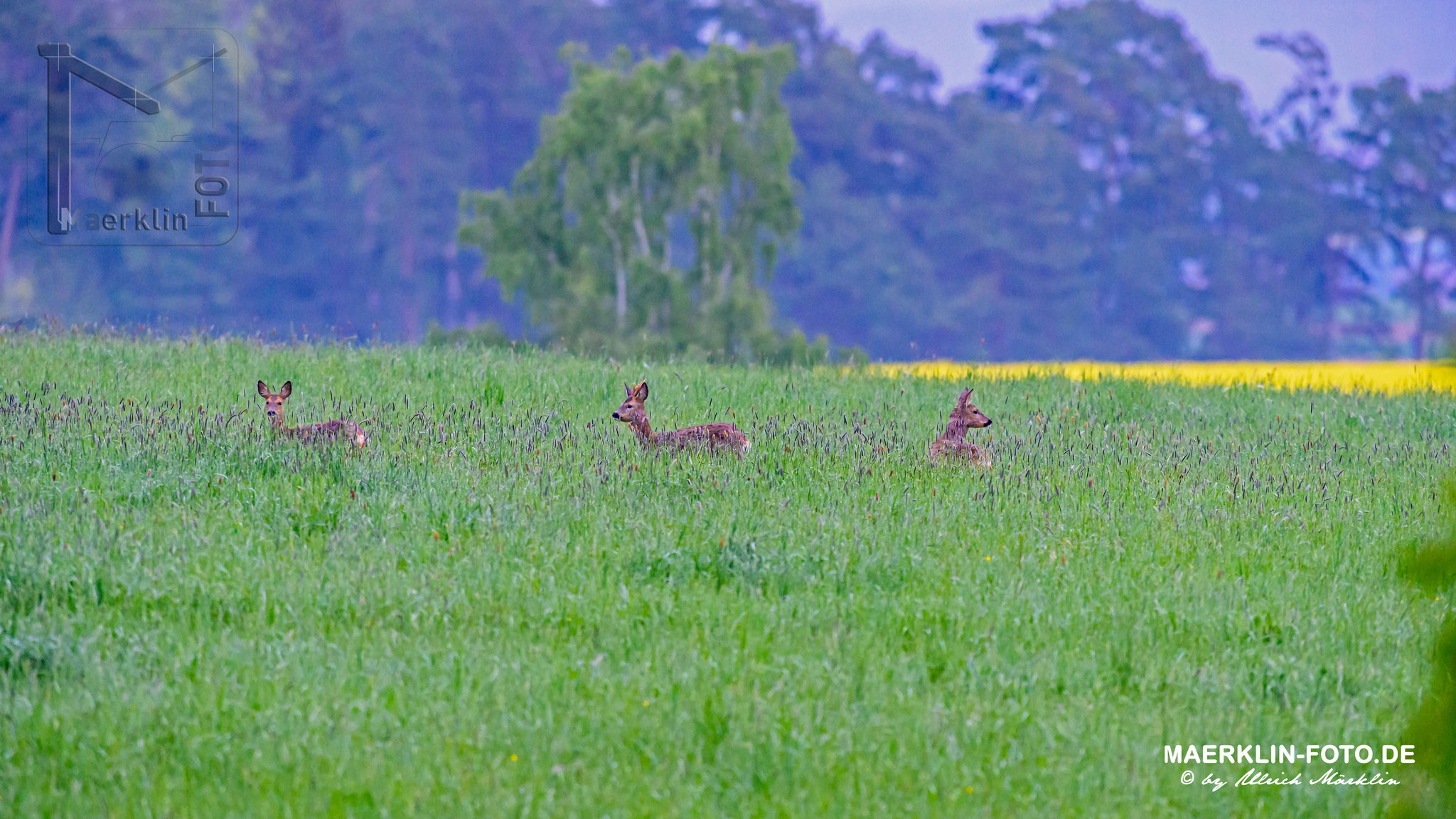 Rehwild (Capreolus capreolus) im kniehohen Gras