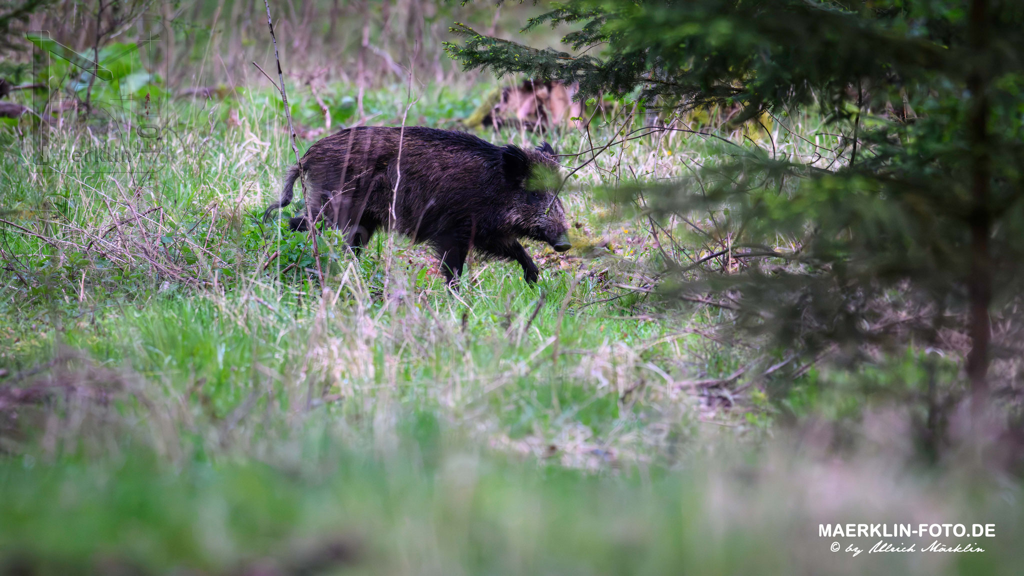 Schwarzwild/Wildschwein (Sus scrofa), Bache 