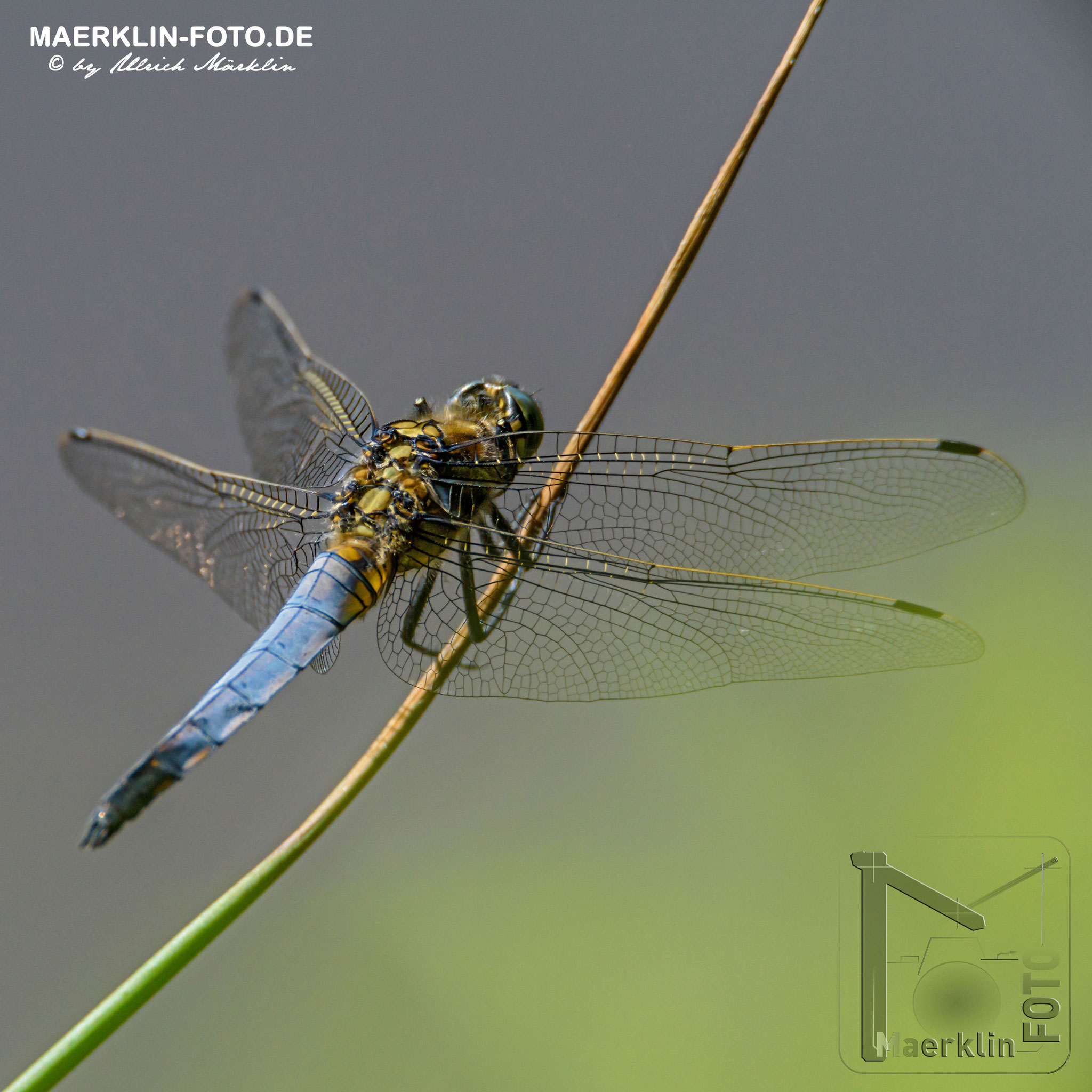Großer Blaupfeil, Orthetrum cancellatum, Libelle